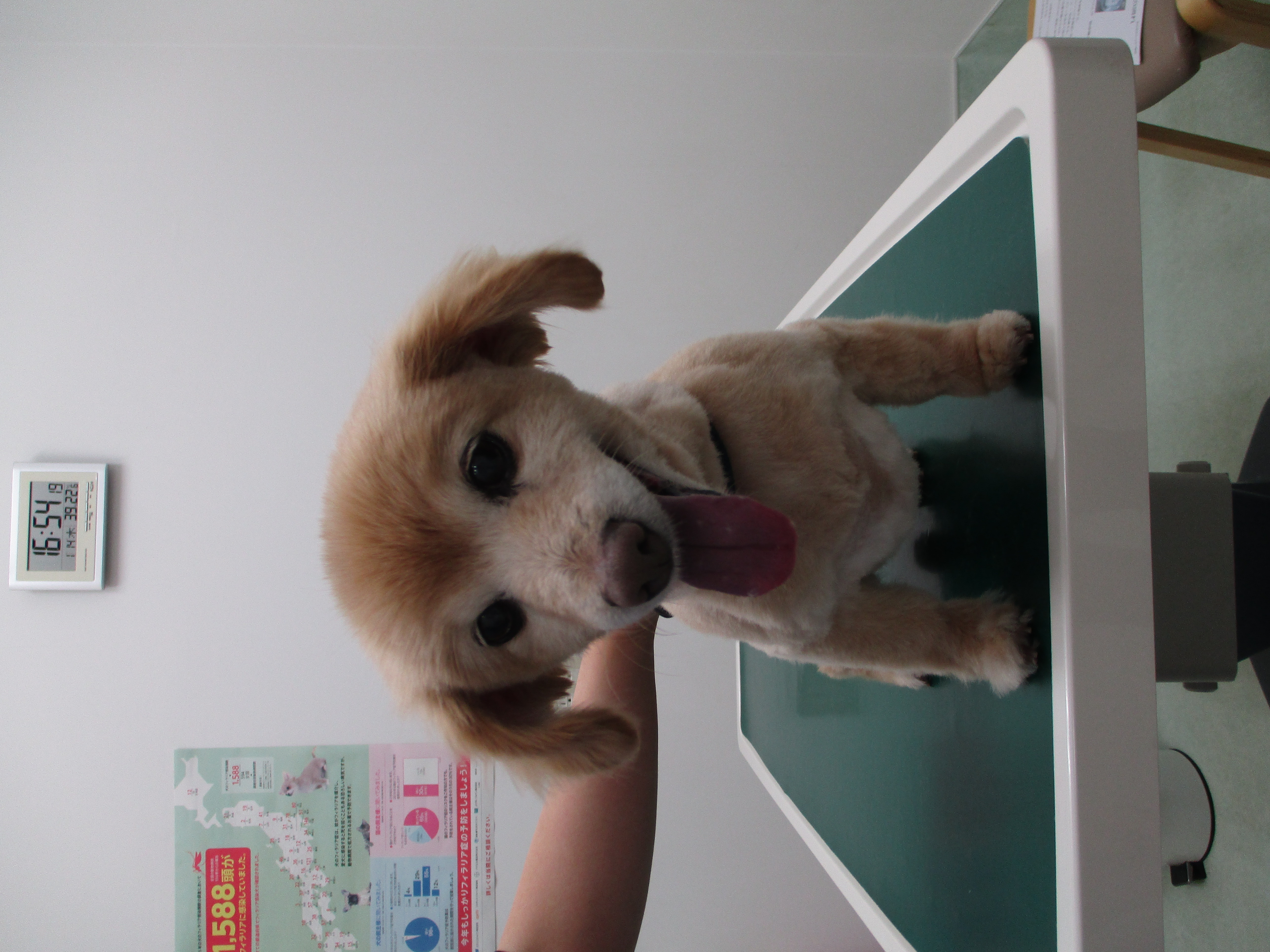 ラブちゃん ラブちゃん