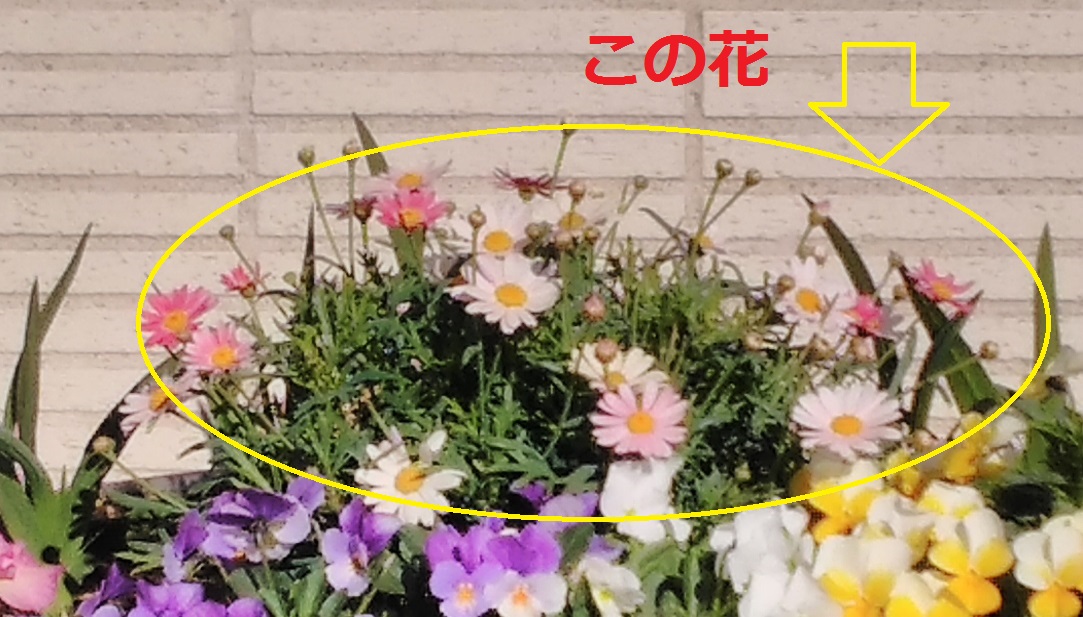 元気なころ 元気なころ