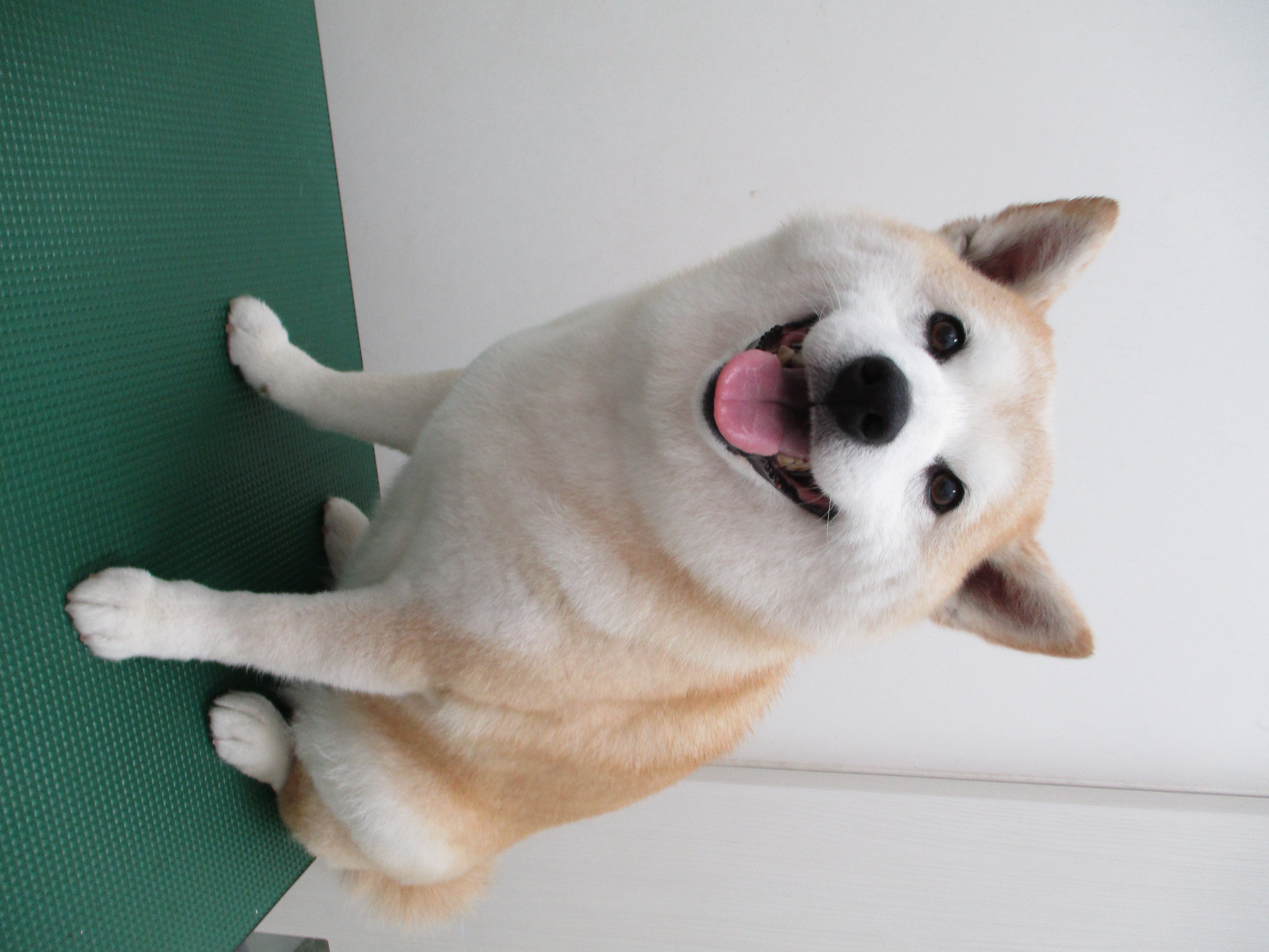うめちゃん うめちゃん