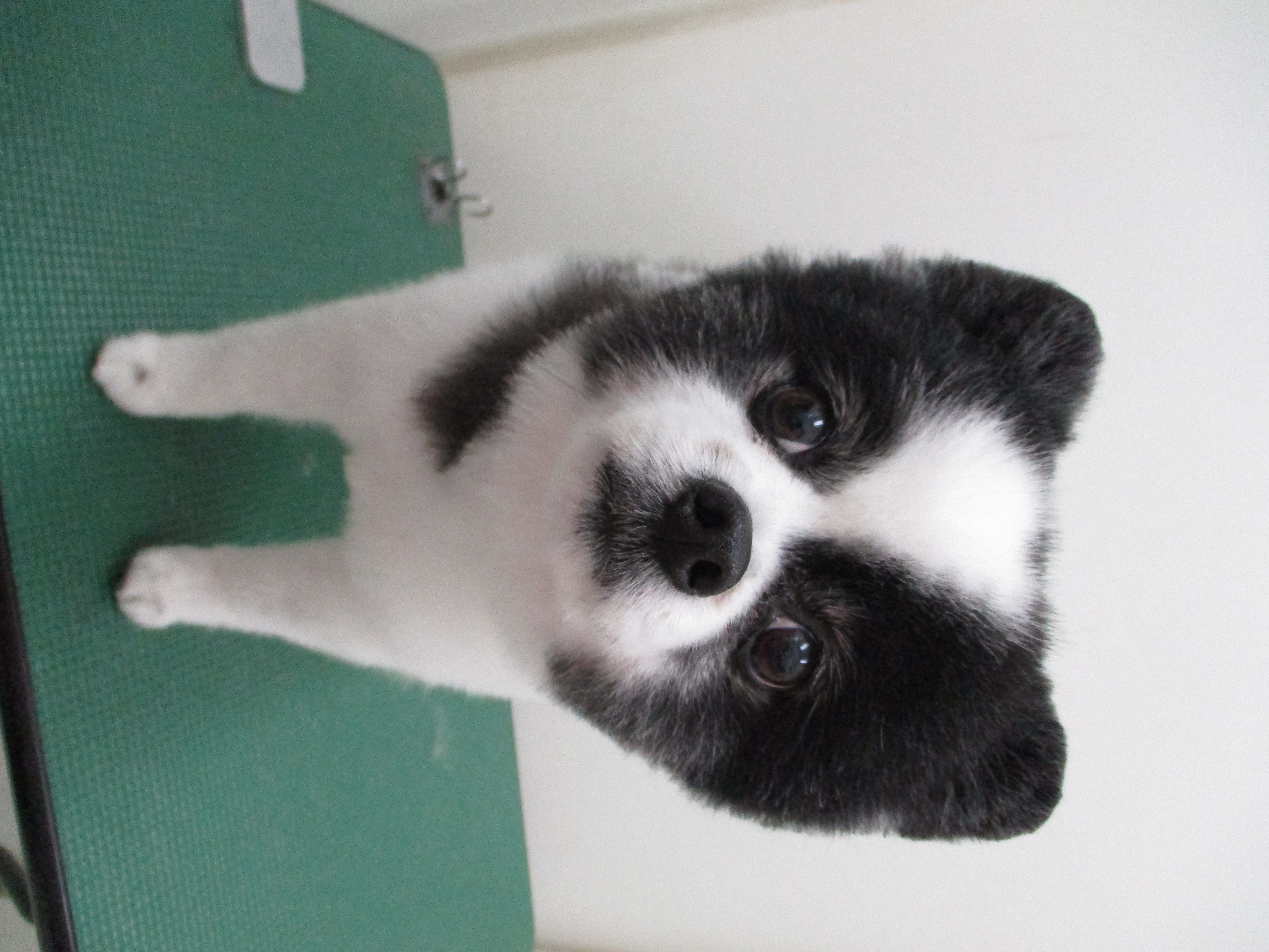 ころんちゃん ころんちゃん