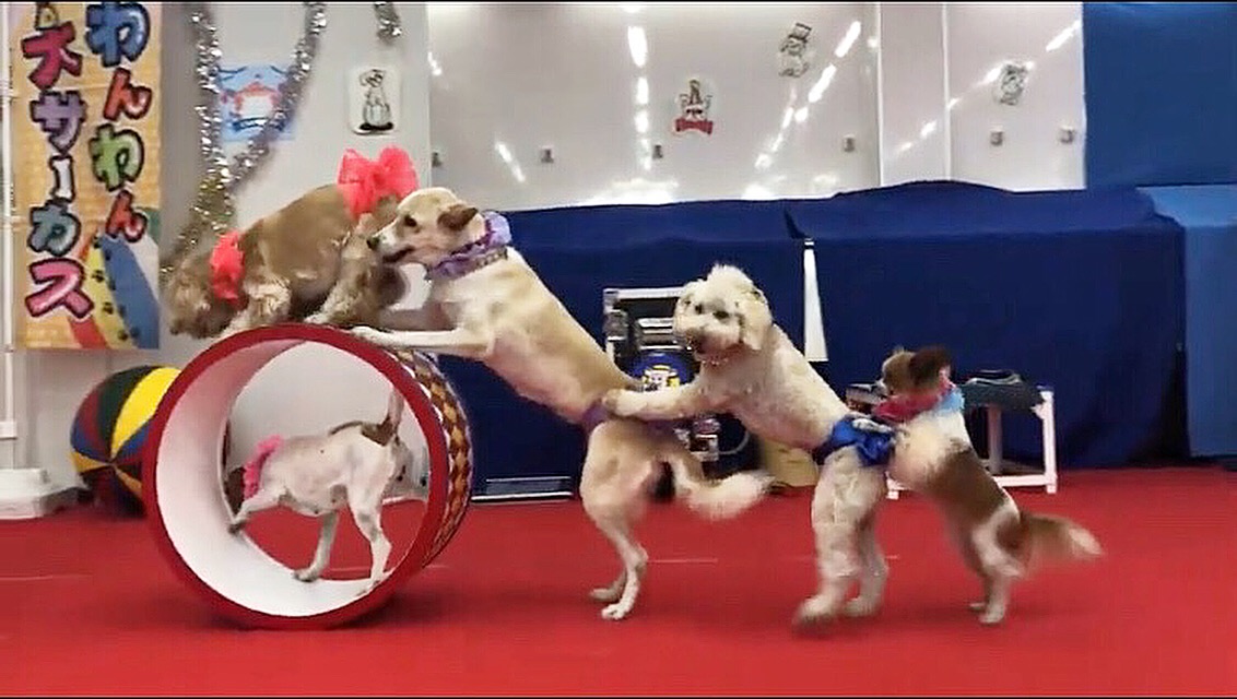 芸 芸