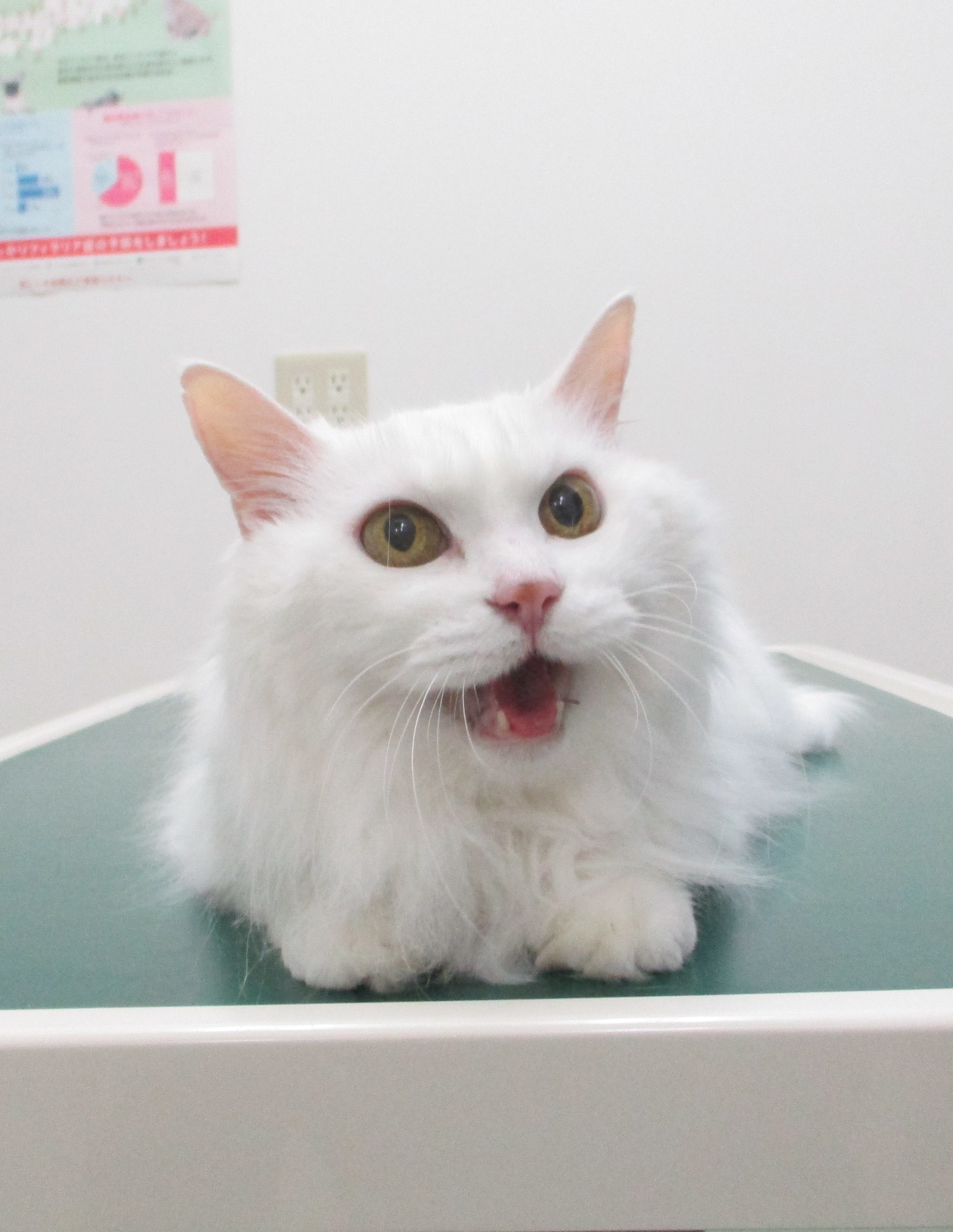 シロちゃん シロちゃん