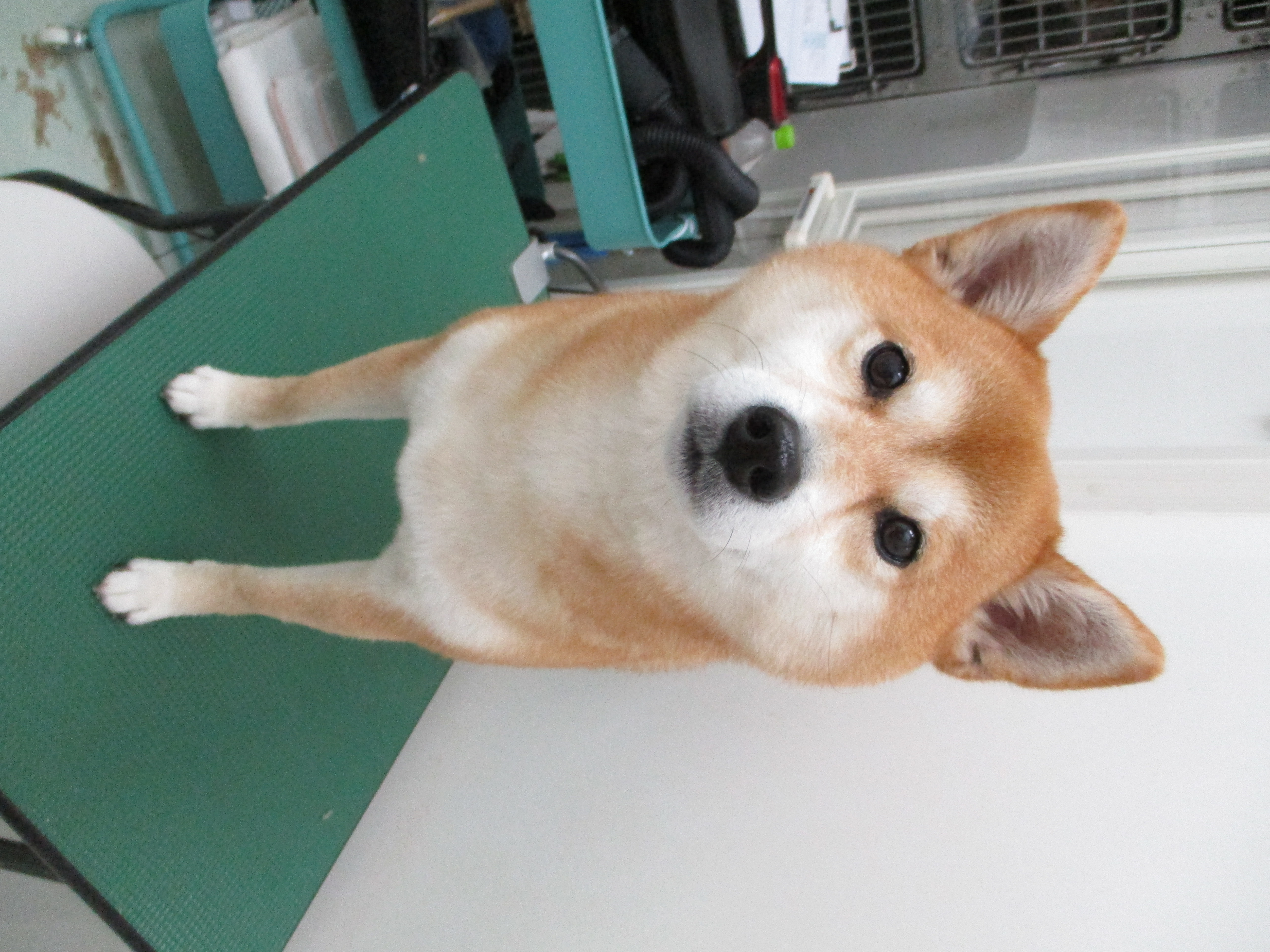 心愛ちゃん 心愛ちゃん