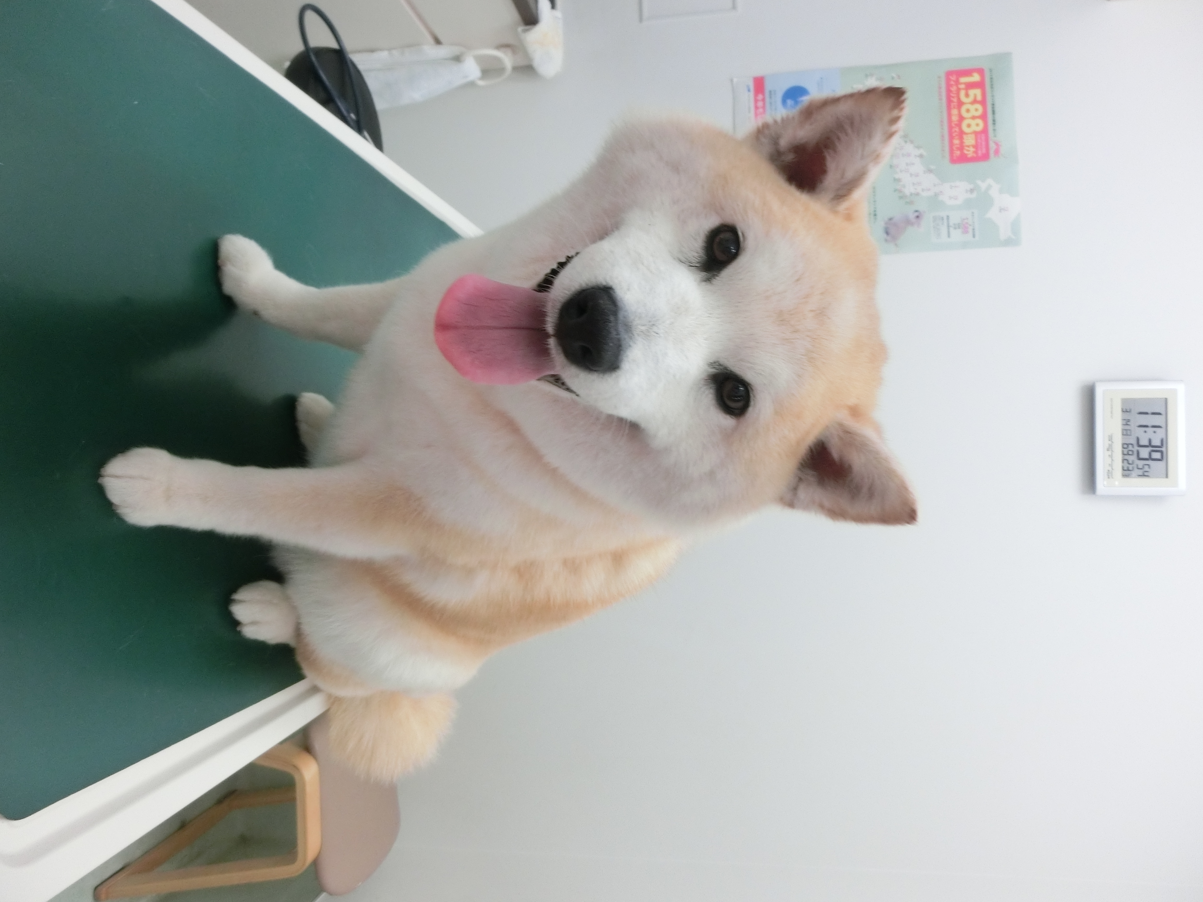 うめちゃん うめちゃん