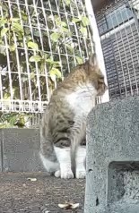 横顔 横顔