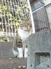 小難しい顔 小難しい顔