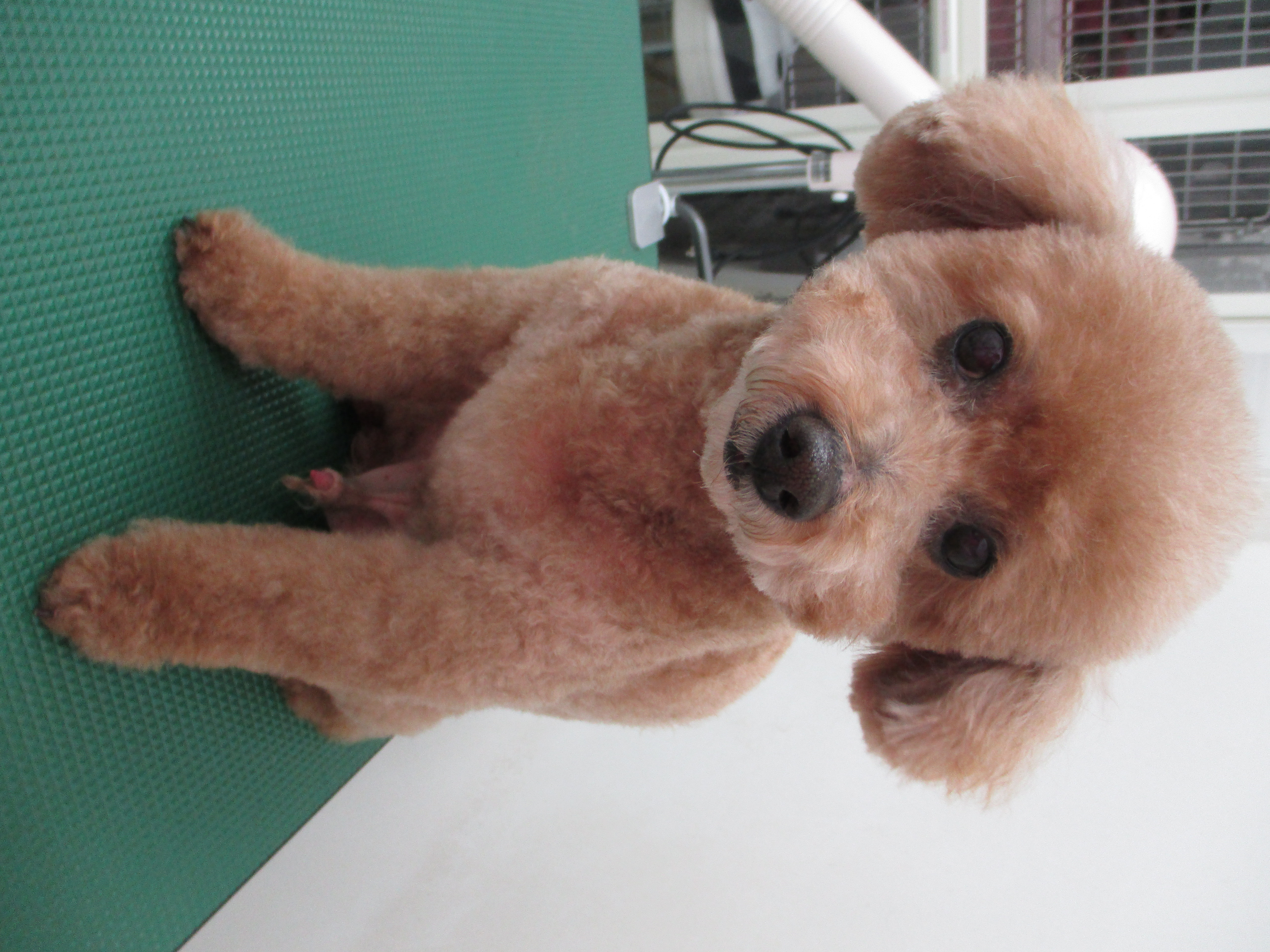 COCOくん COCOくん