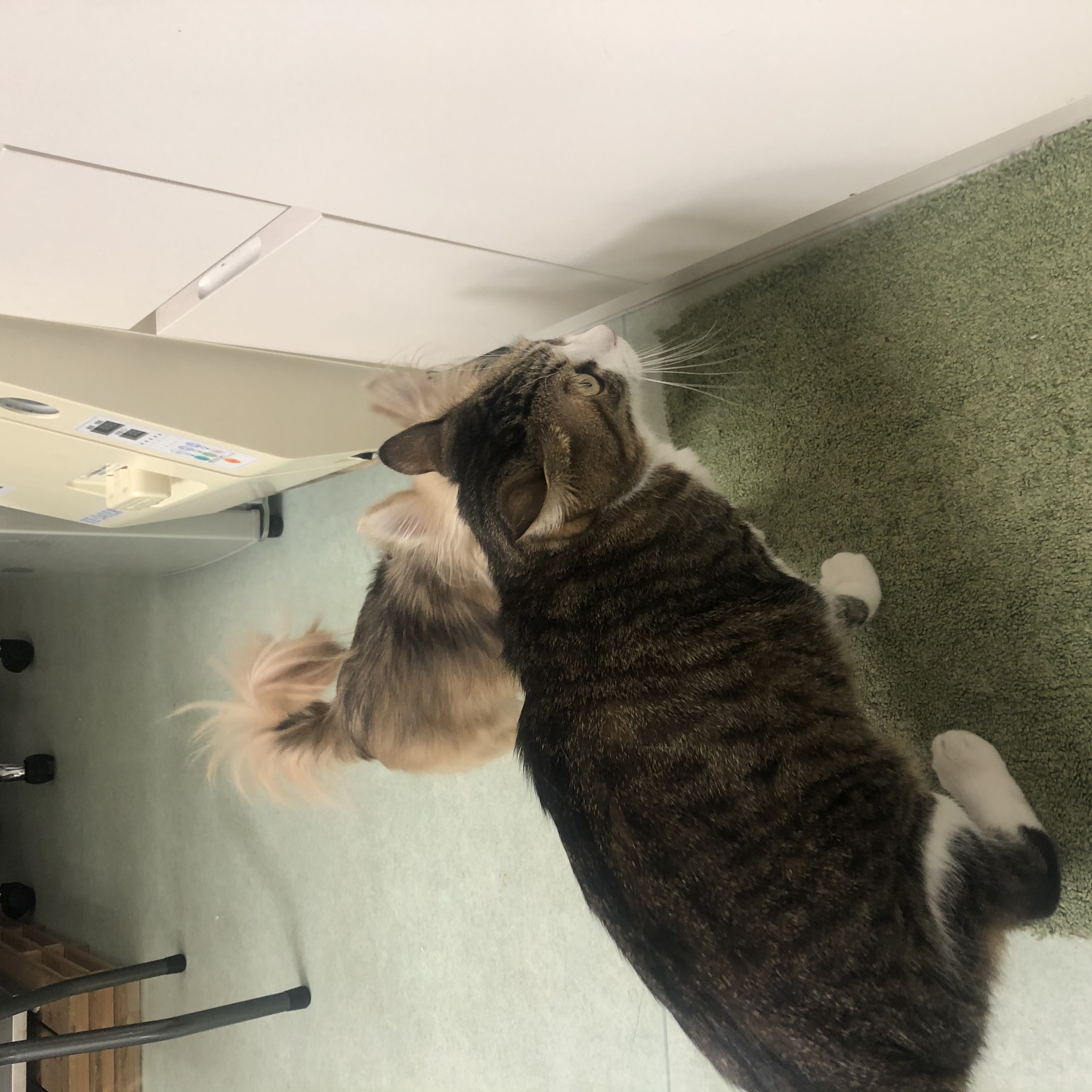 逃げろ 逃げろ