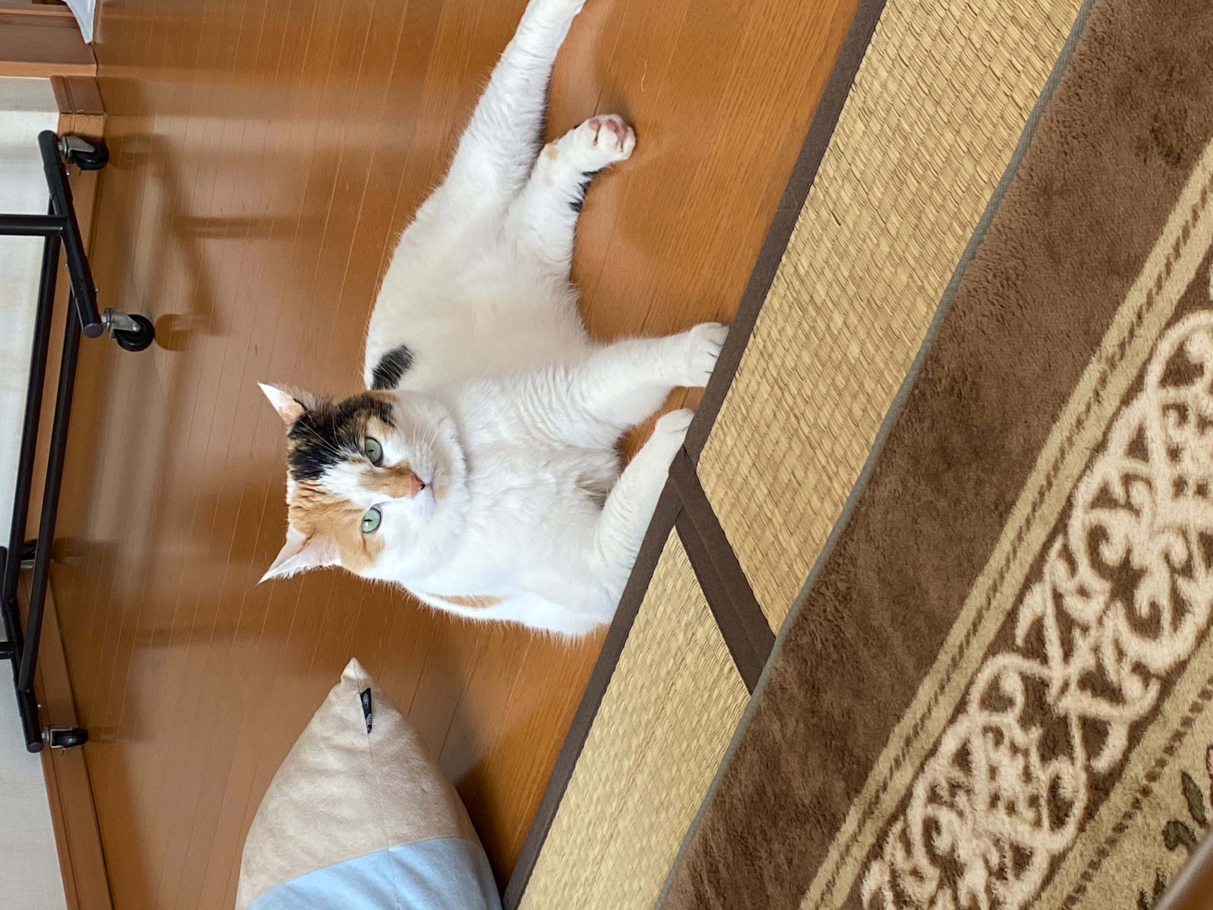 ちゃくさん ちゃくさん