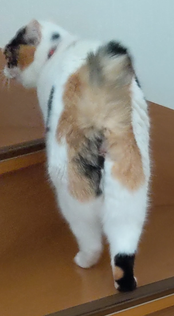 にゃにゃおポーズ にゃにゃおポーズ