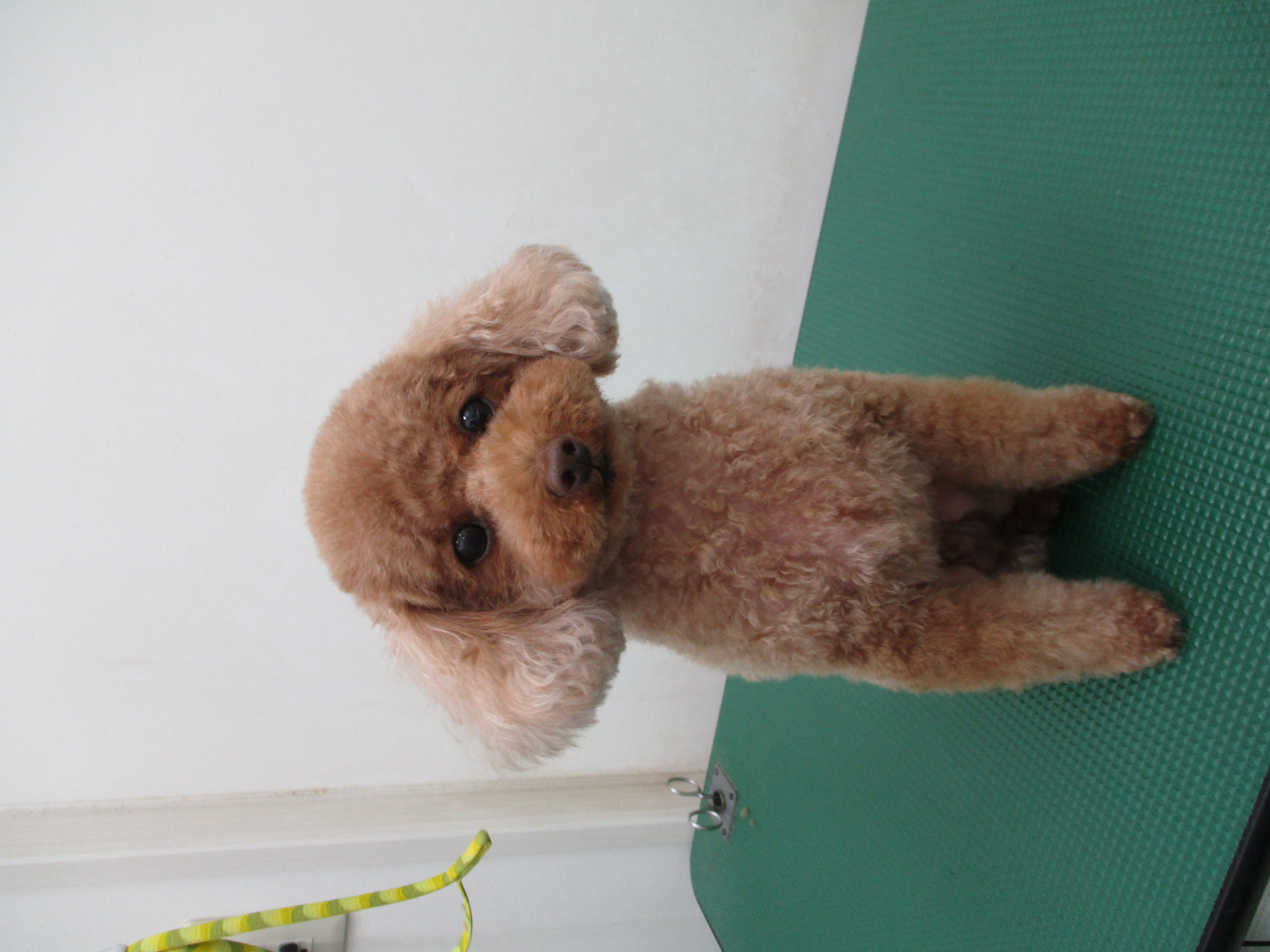 Barneyくん Barneyくん