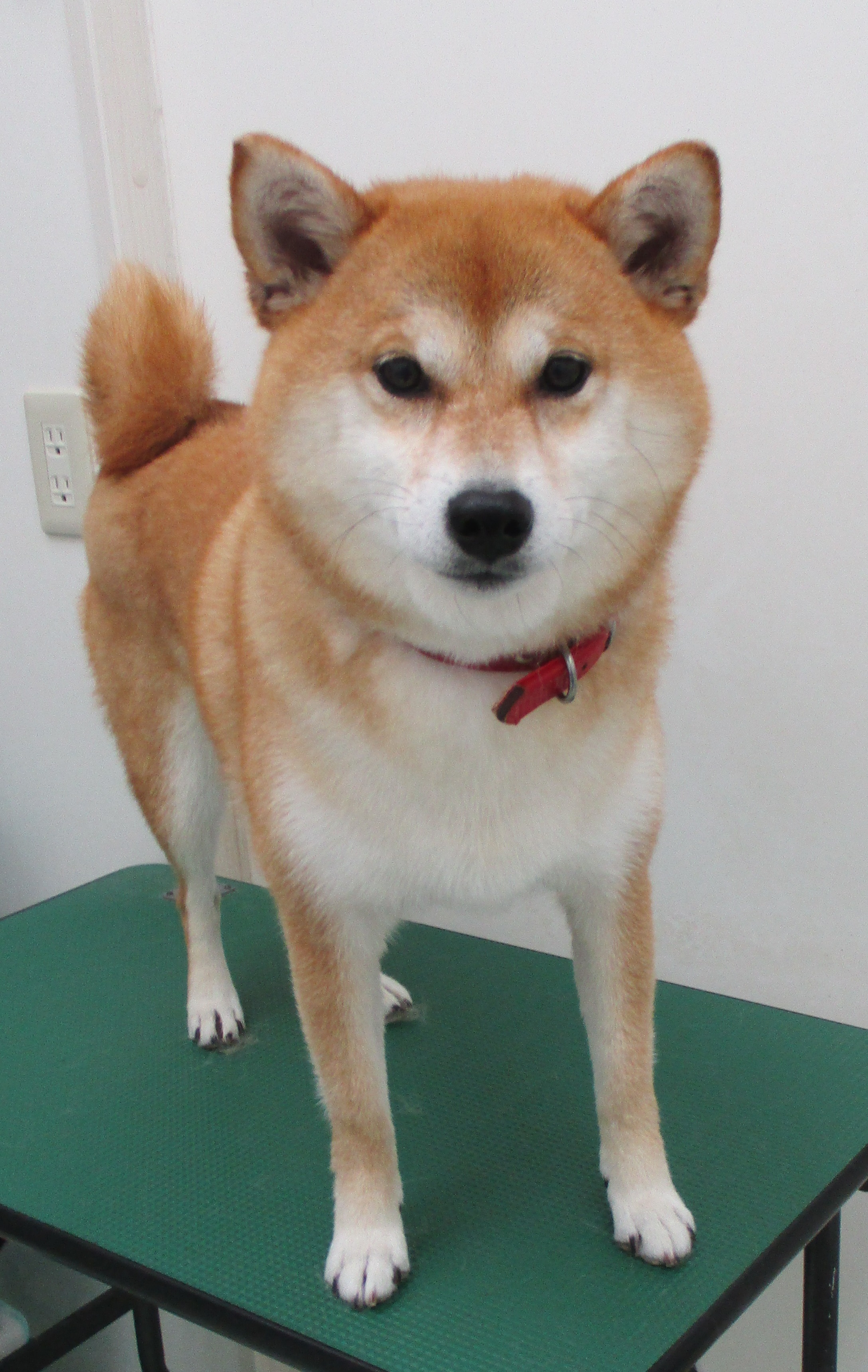 心愛ちゃん 心愛ちゃん