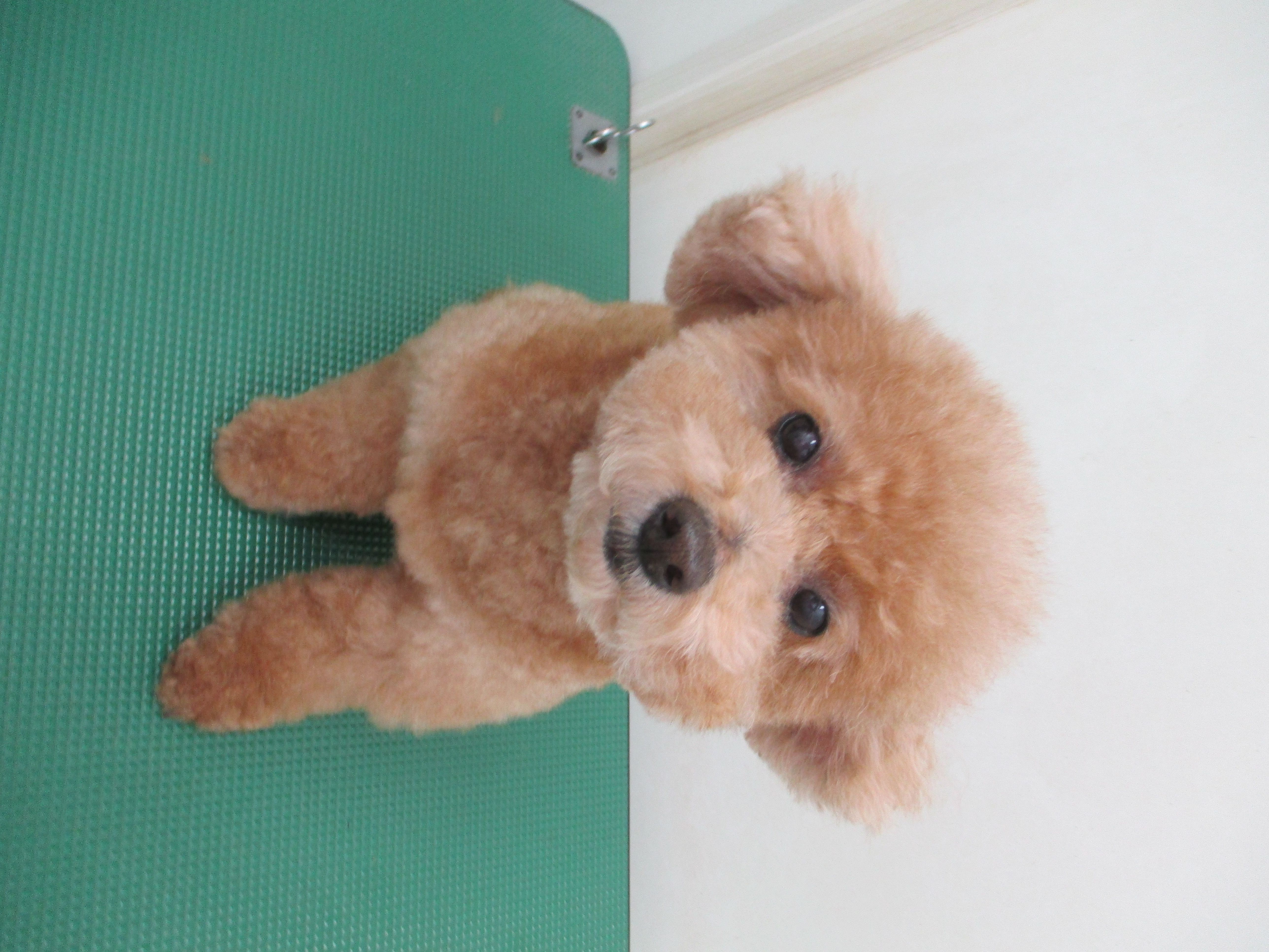 COCOくん COCOくん