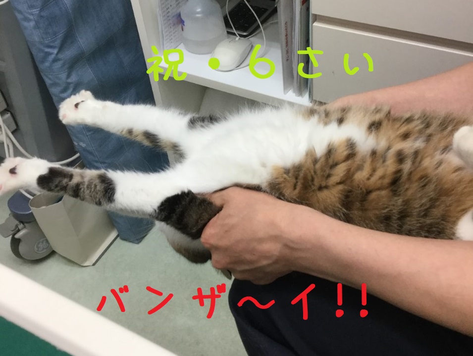 バンザイ バンザイ
