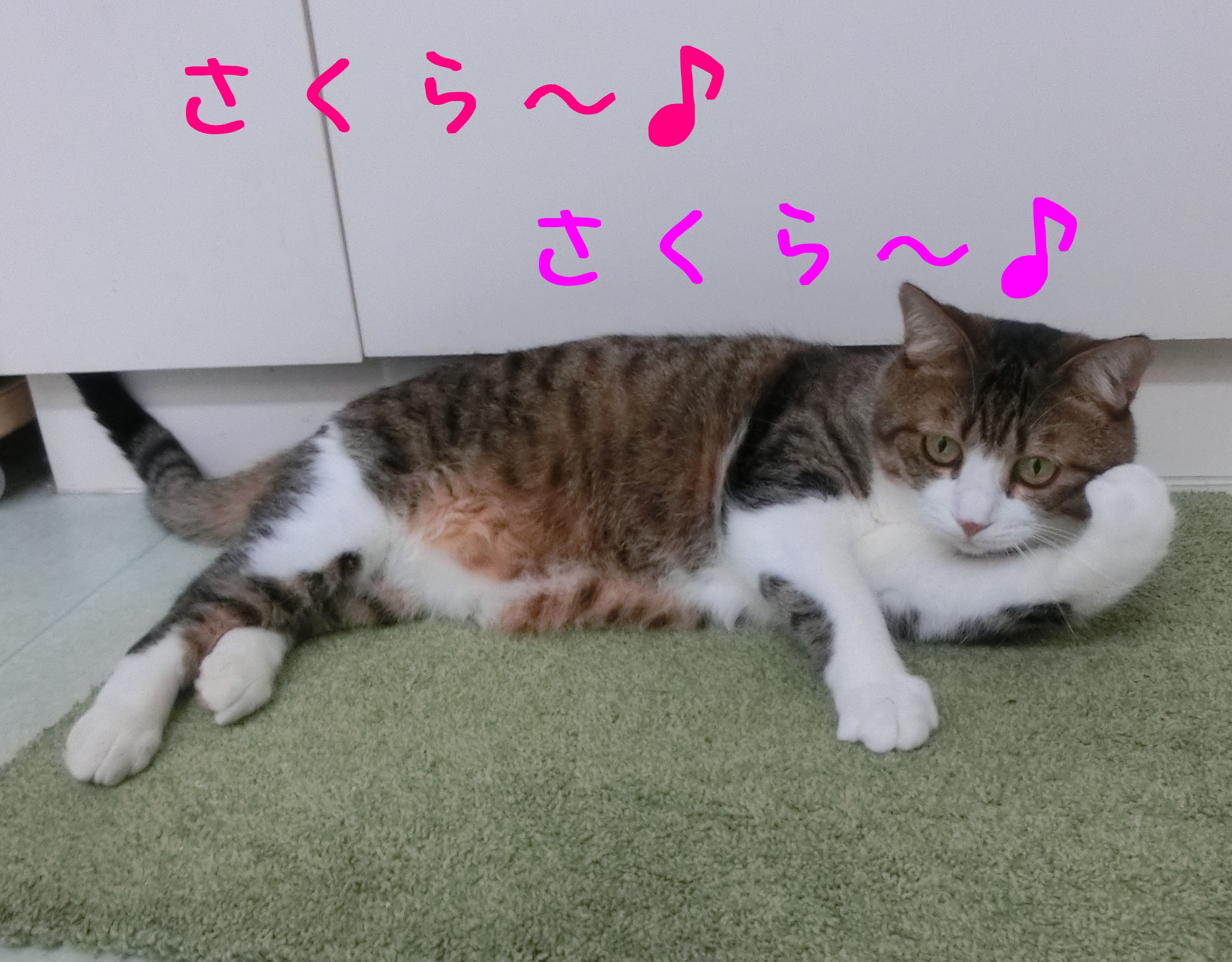 歌うのん 歌うのん