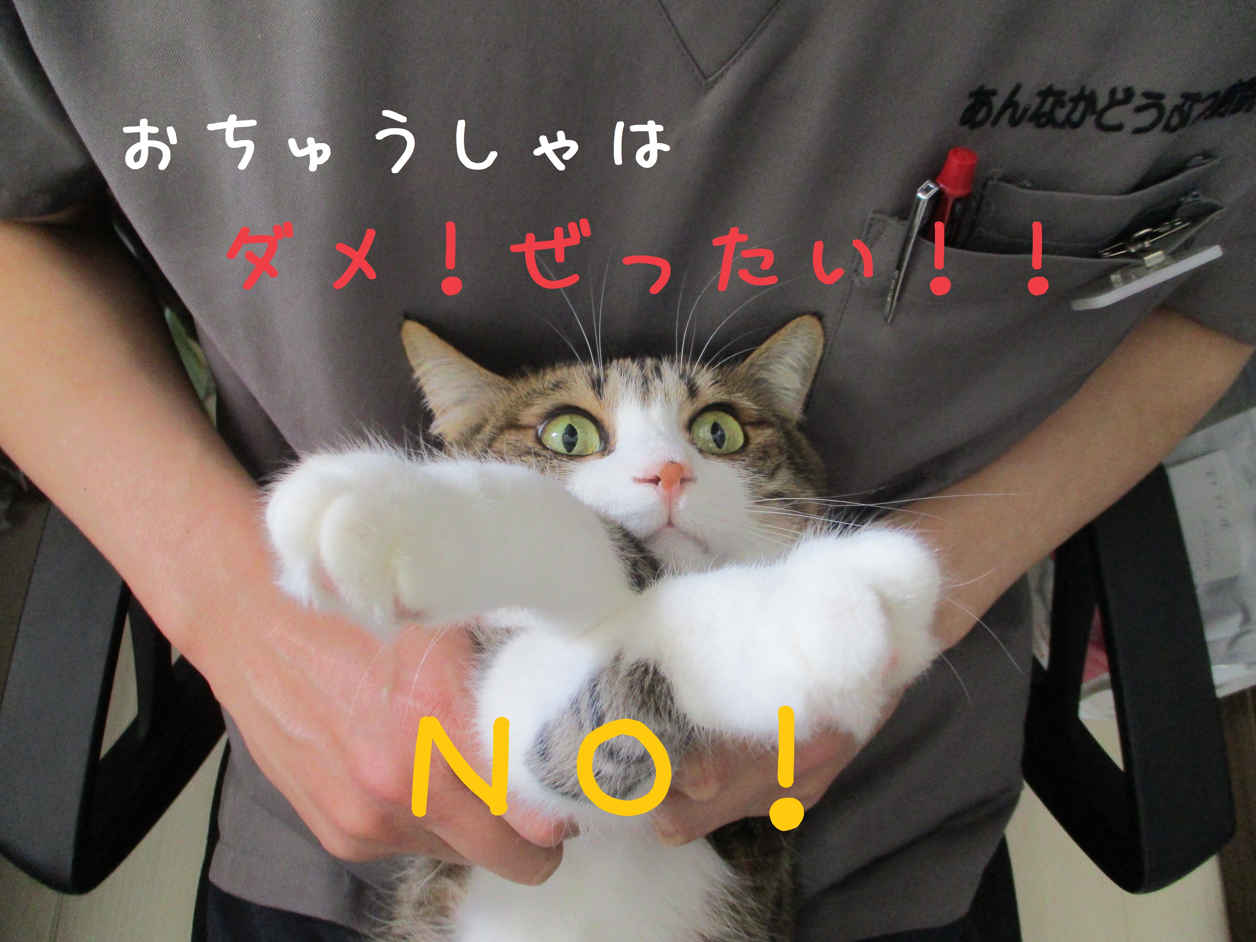 ダメ!ゼッタイ! ダメ!ゼッタイ!