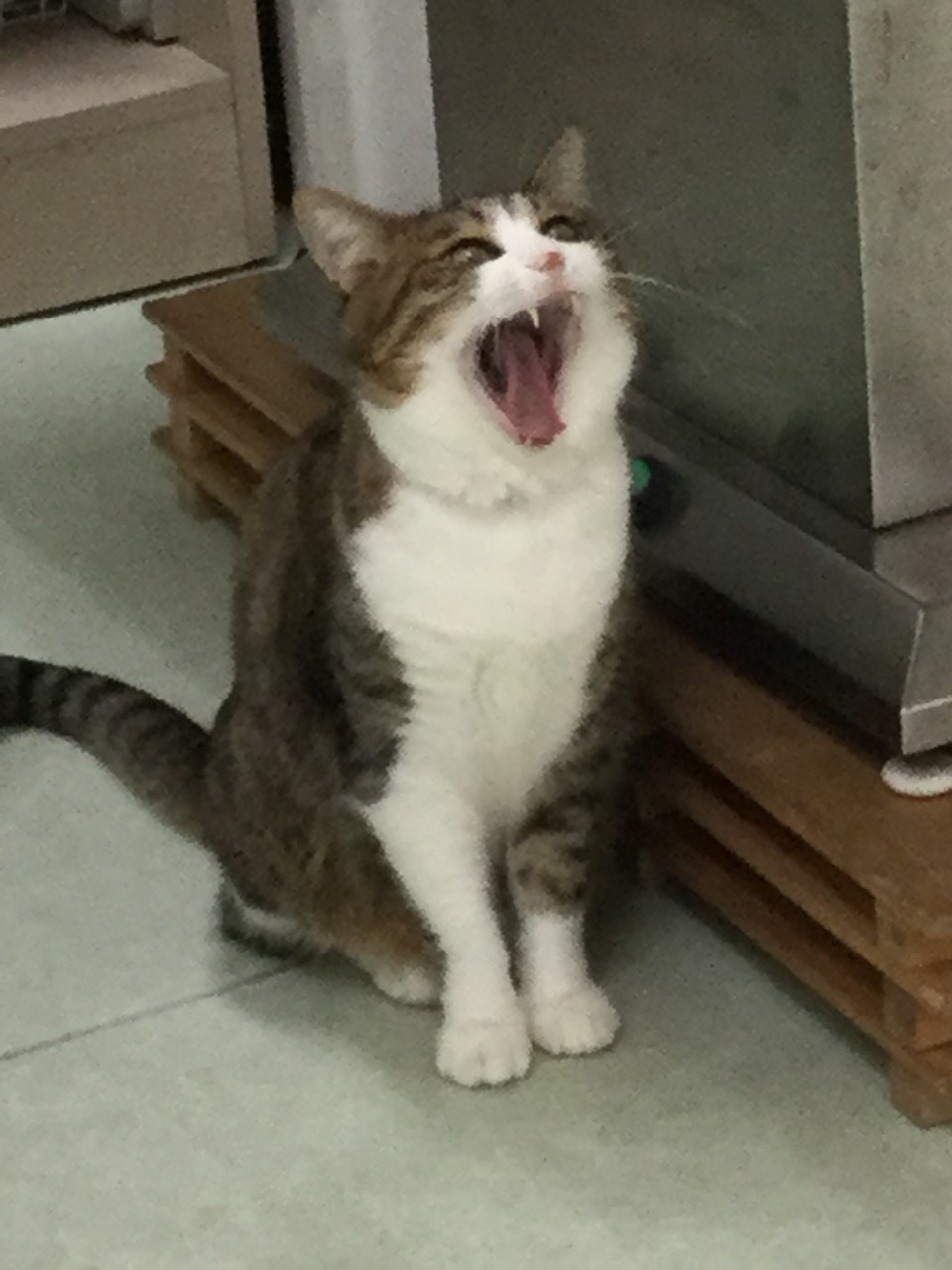 あくび あくび