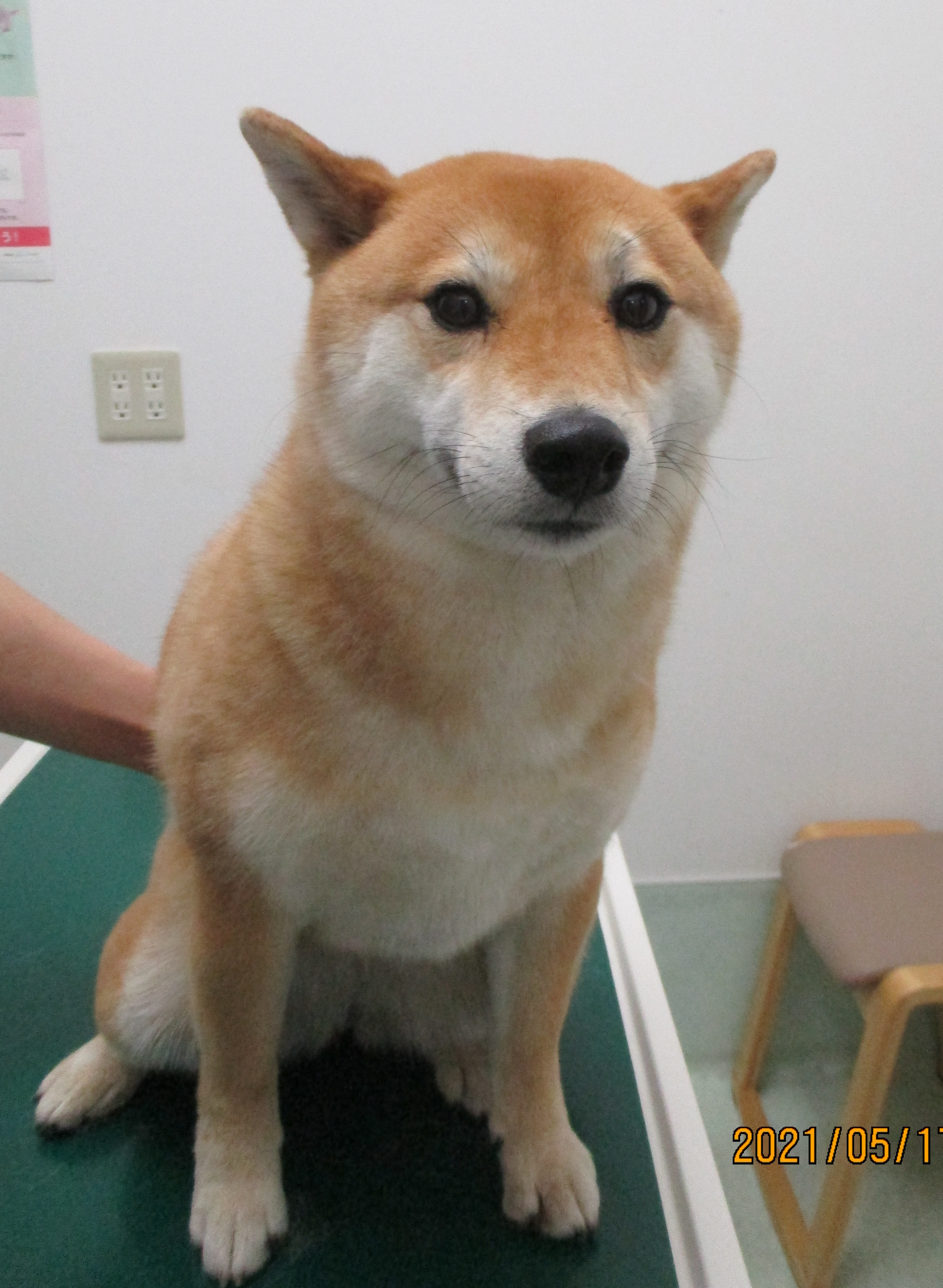サニーちゃん サニーちゃん