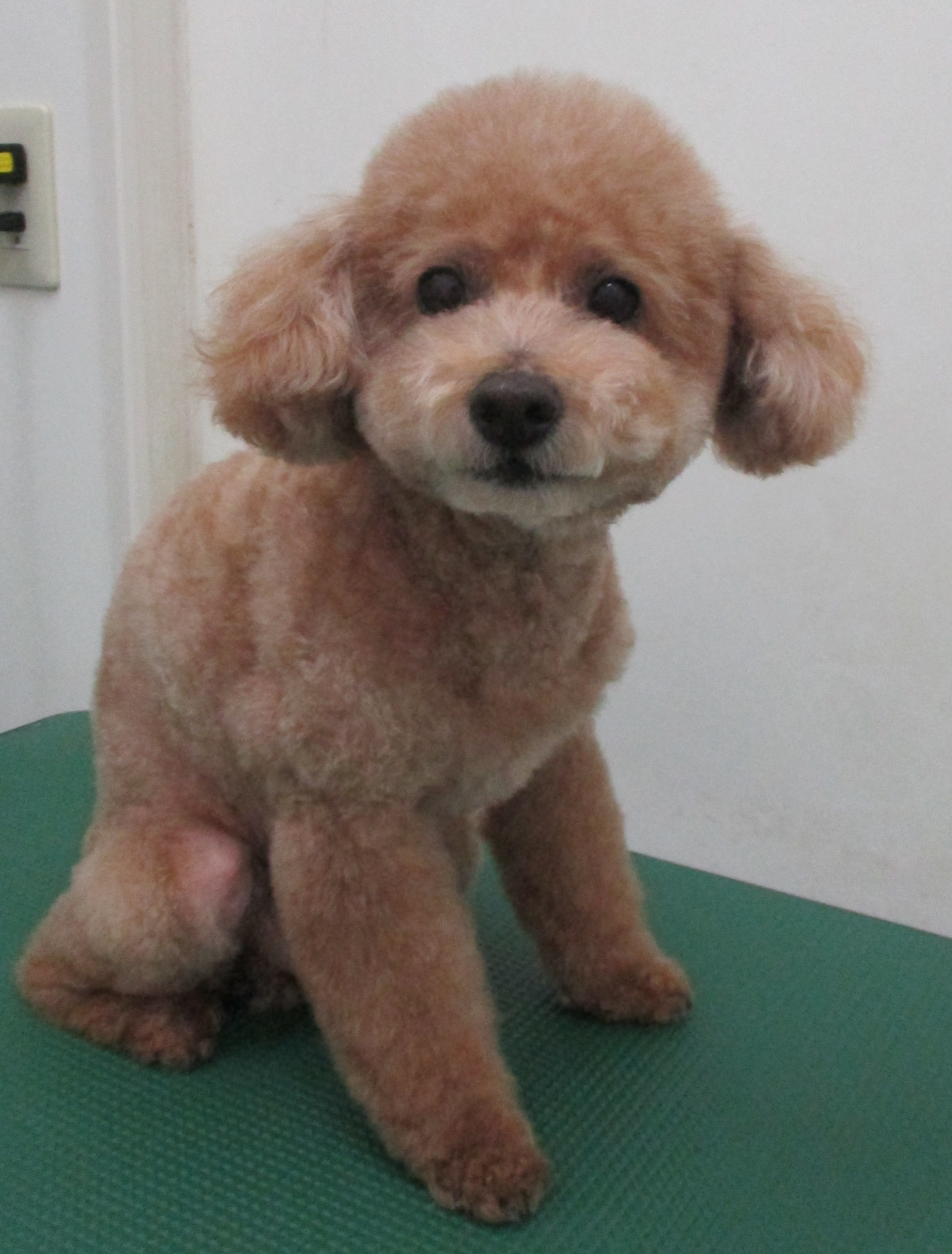 COCOくん COCOくん