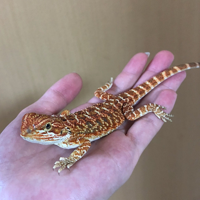チビフト チビフト