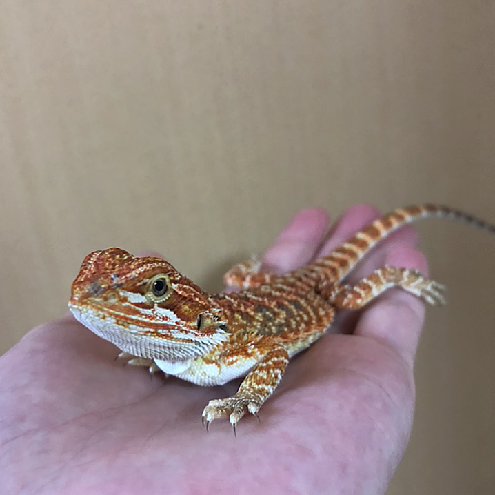 チビフト2 チビフト2