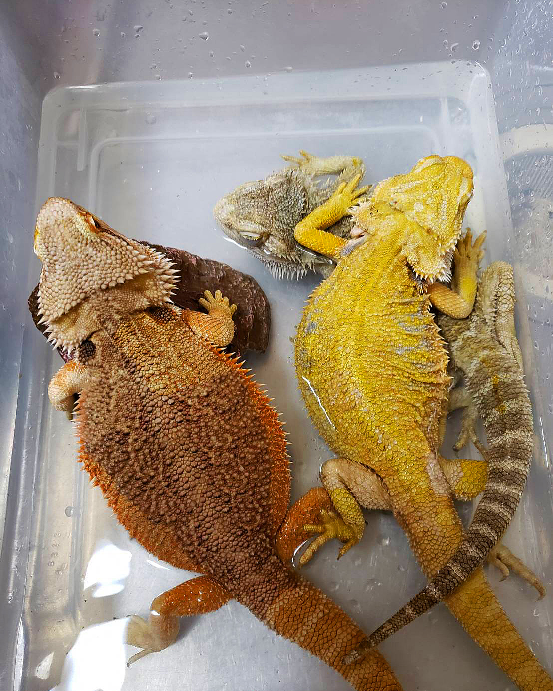 風呂 風呂