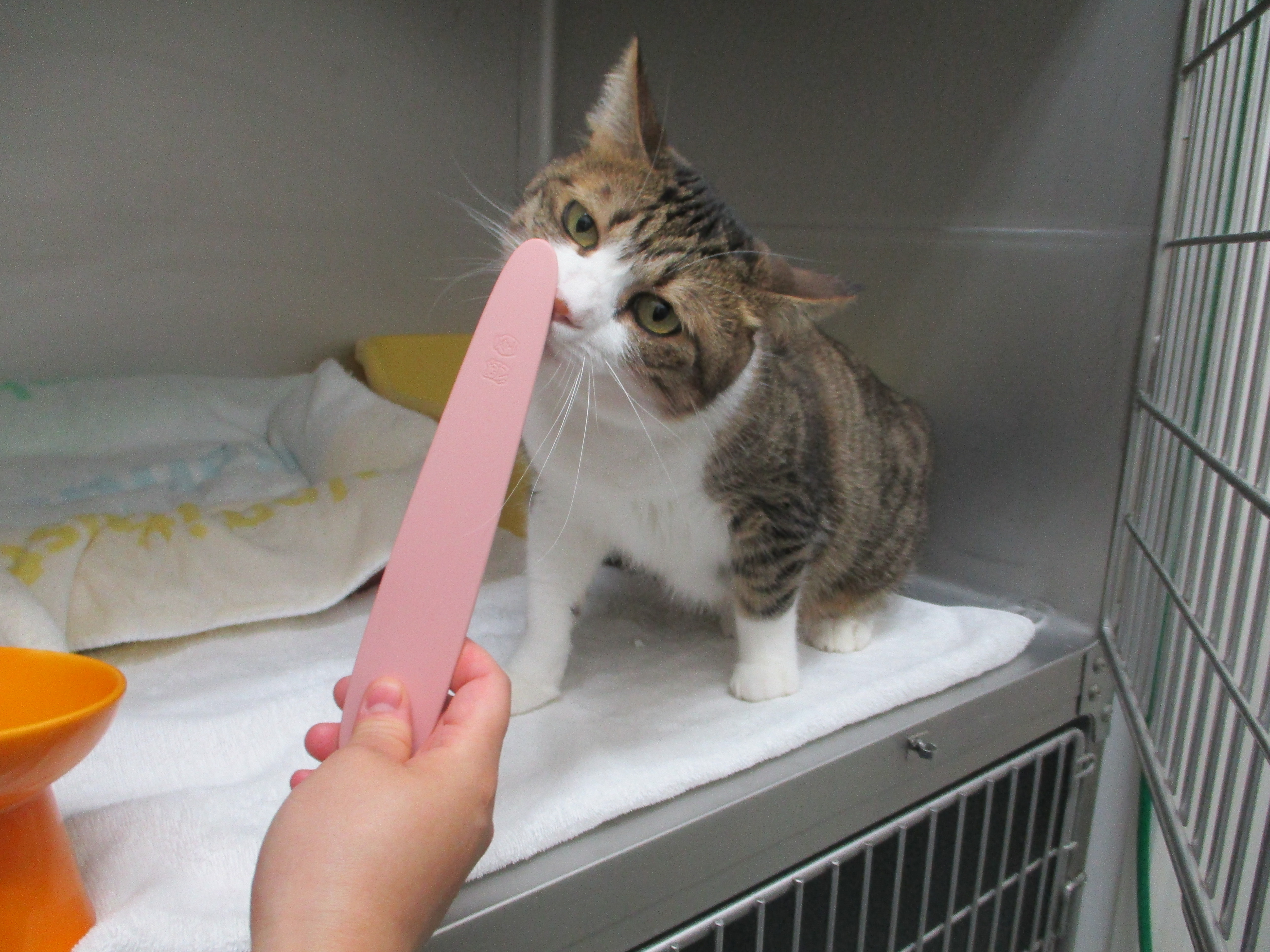 調査中 調査中