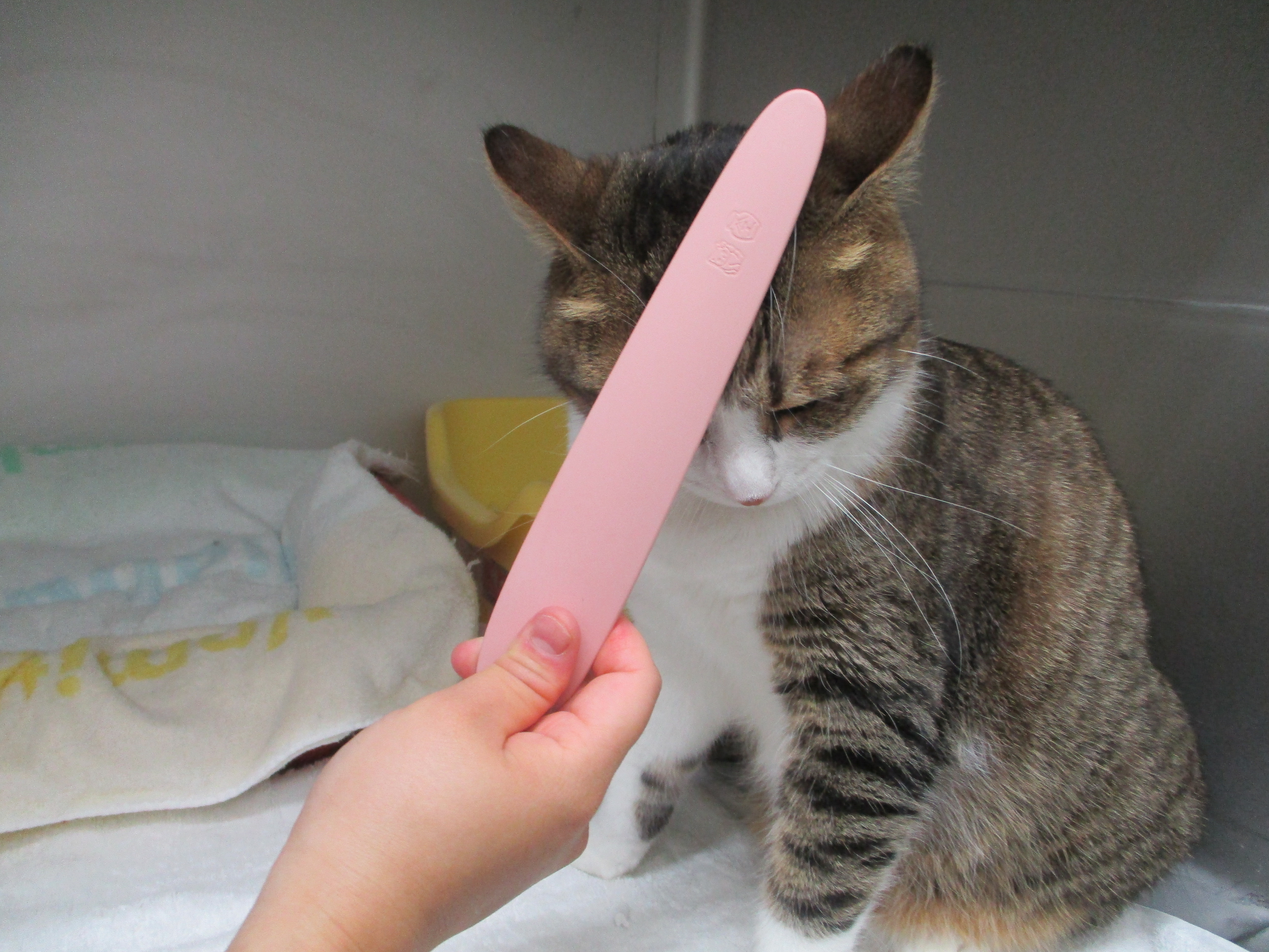 おでこ おでこ