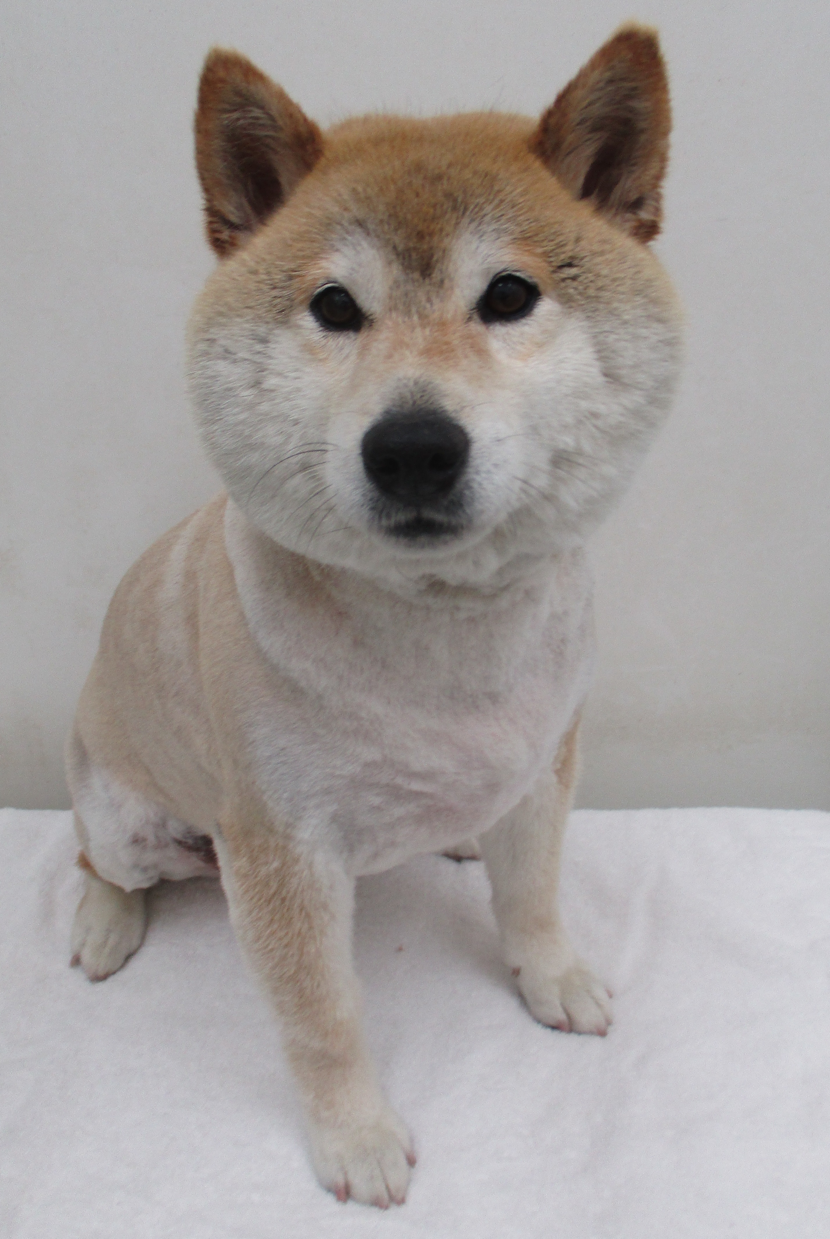 きなこちゃん きなこちゃん