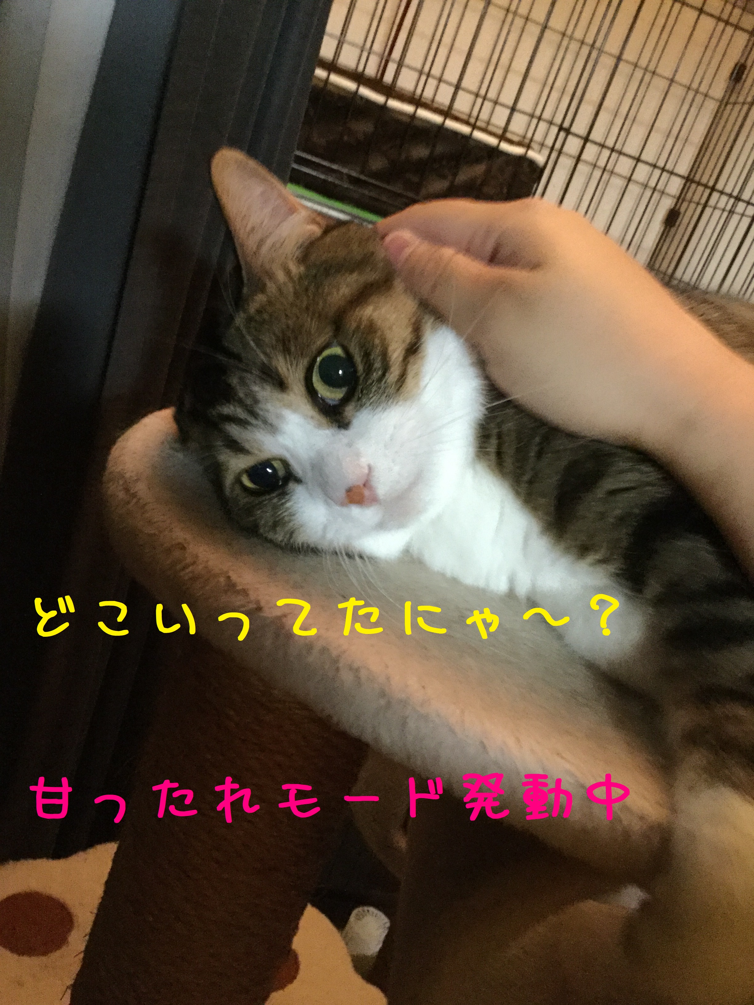 尋問中 尋問中