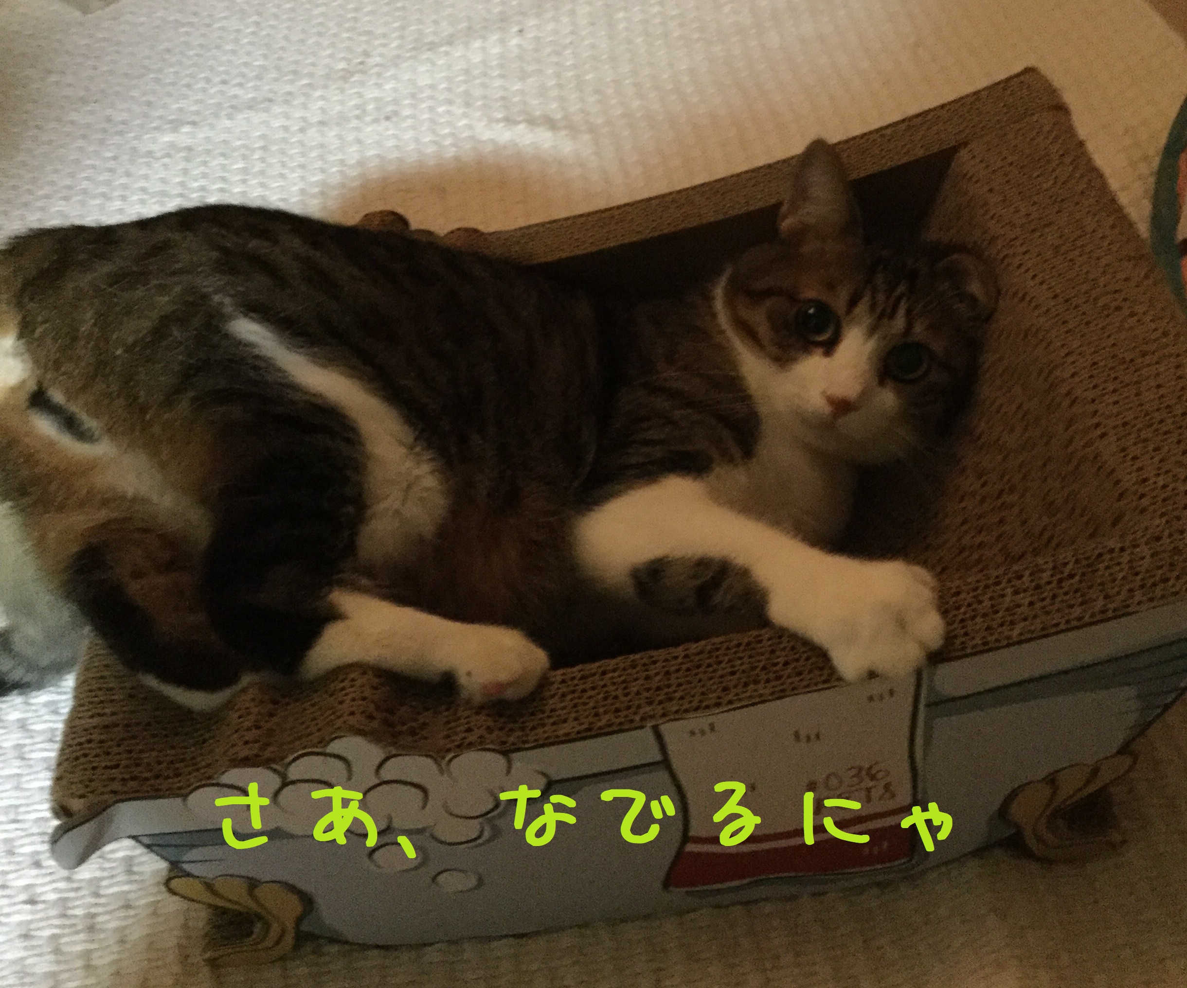 許可してやるみたいな顔 許可してやるみたいな顔