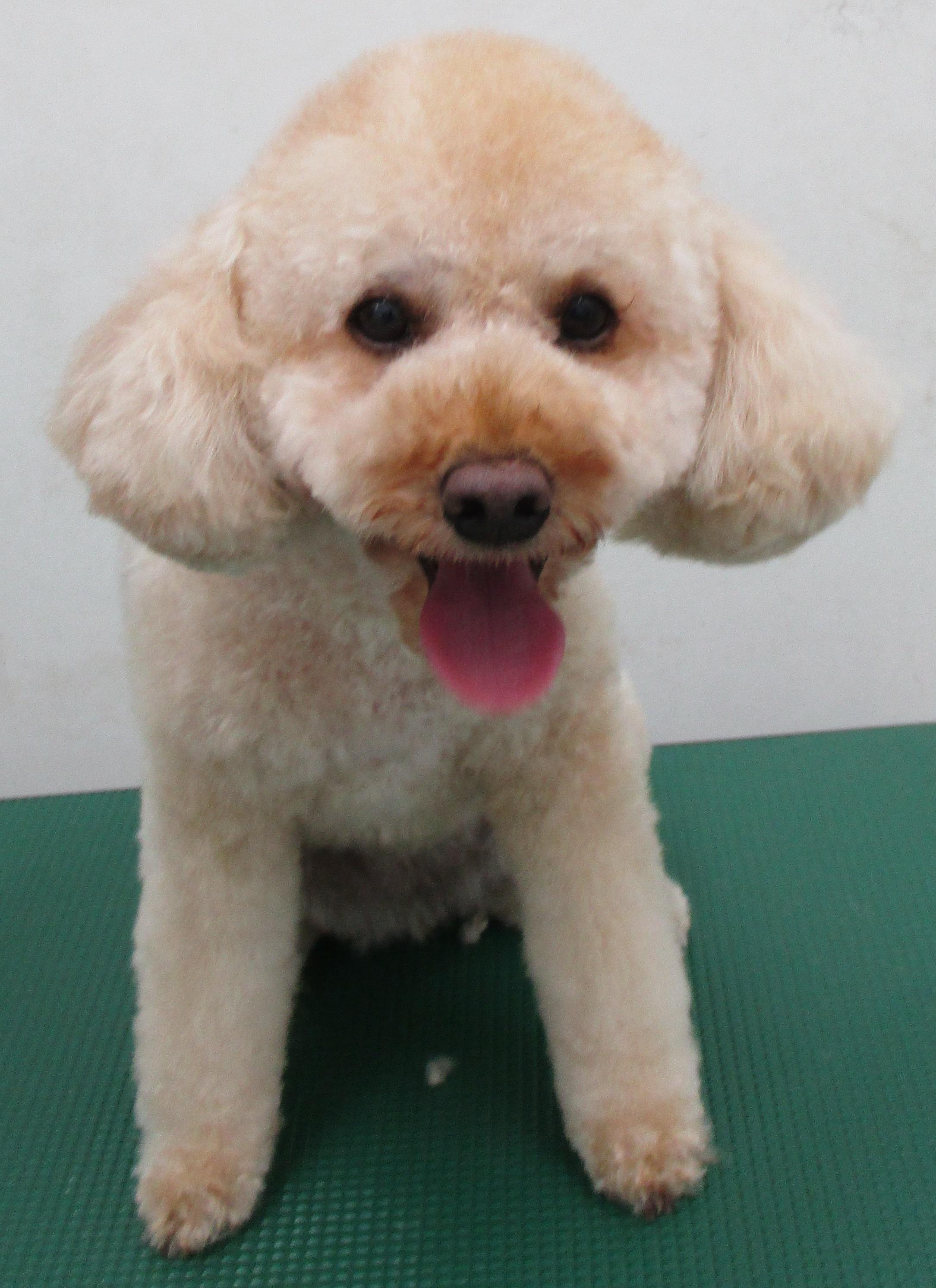 フィオちゃん フィオちゃん