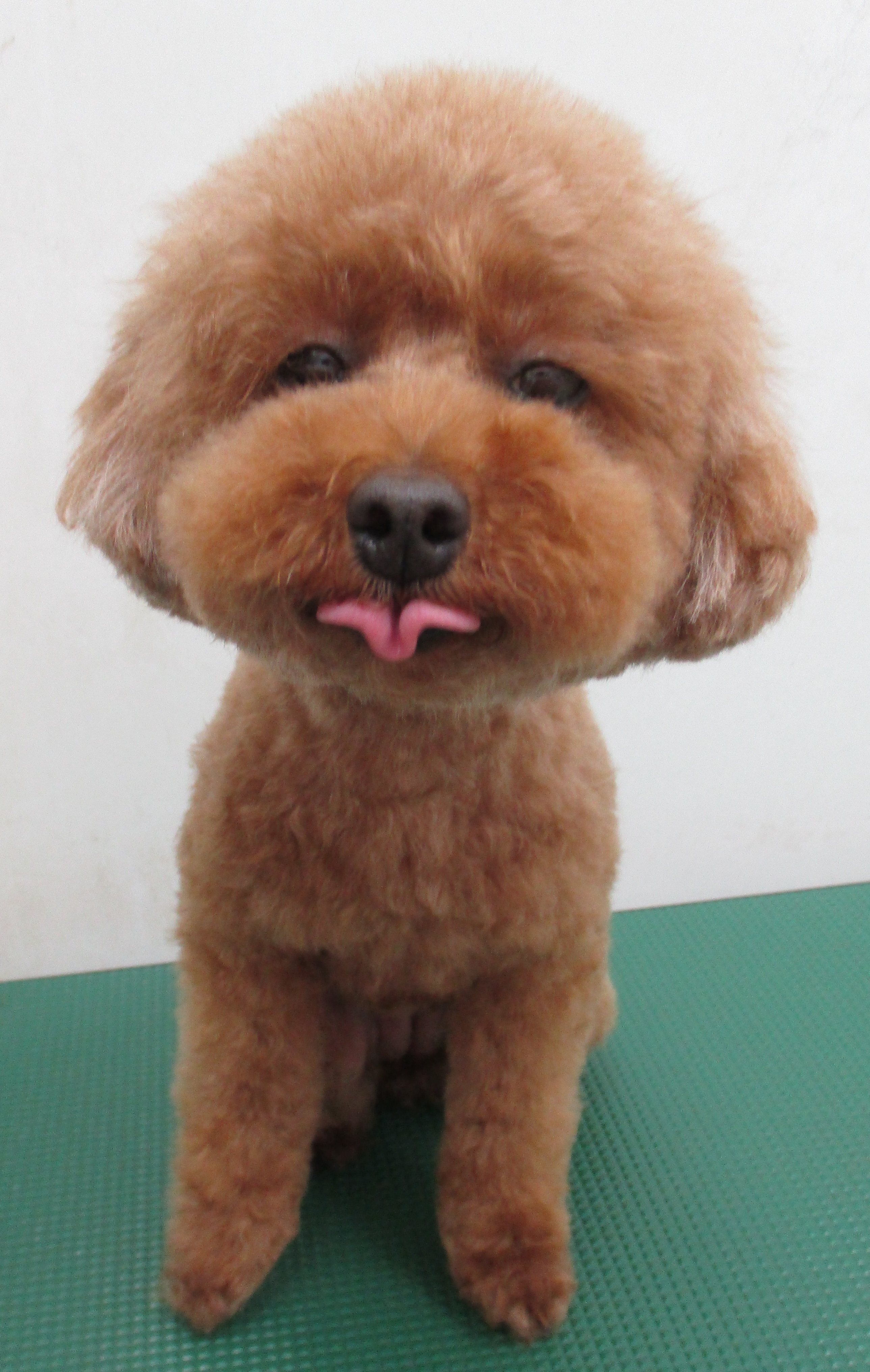 ココちゃん ココちゃん