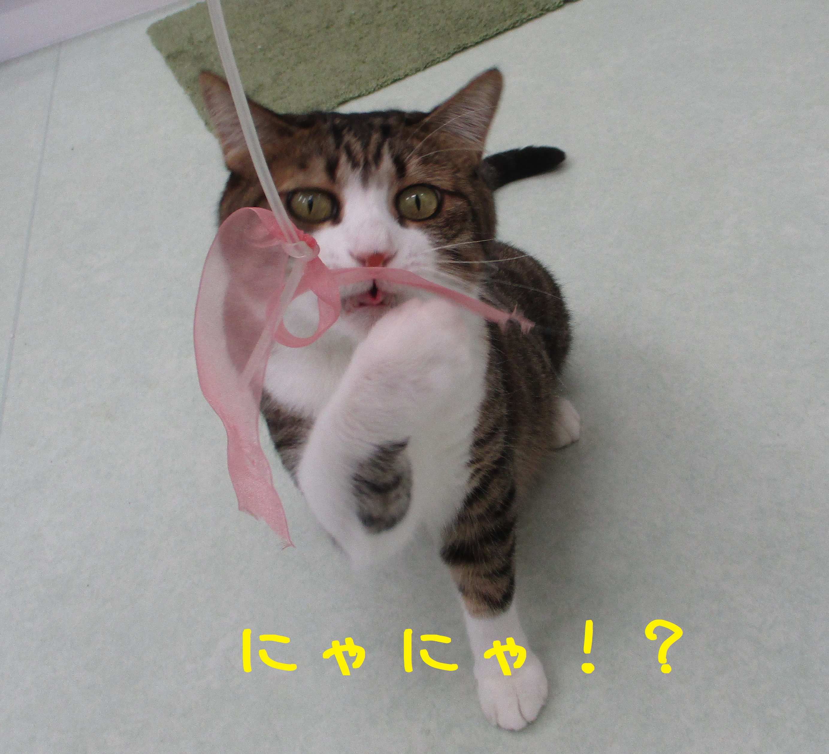 りぼんのん りぼんのん