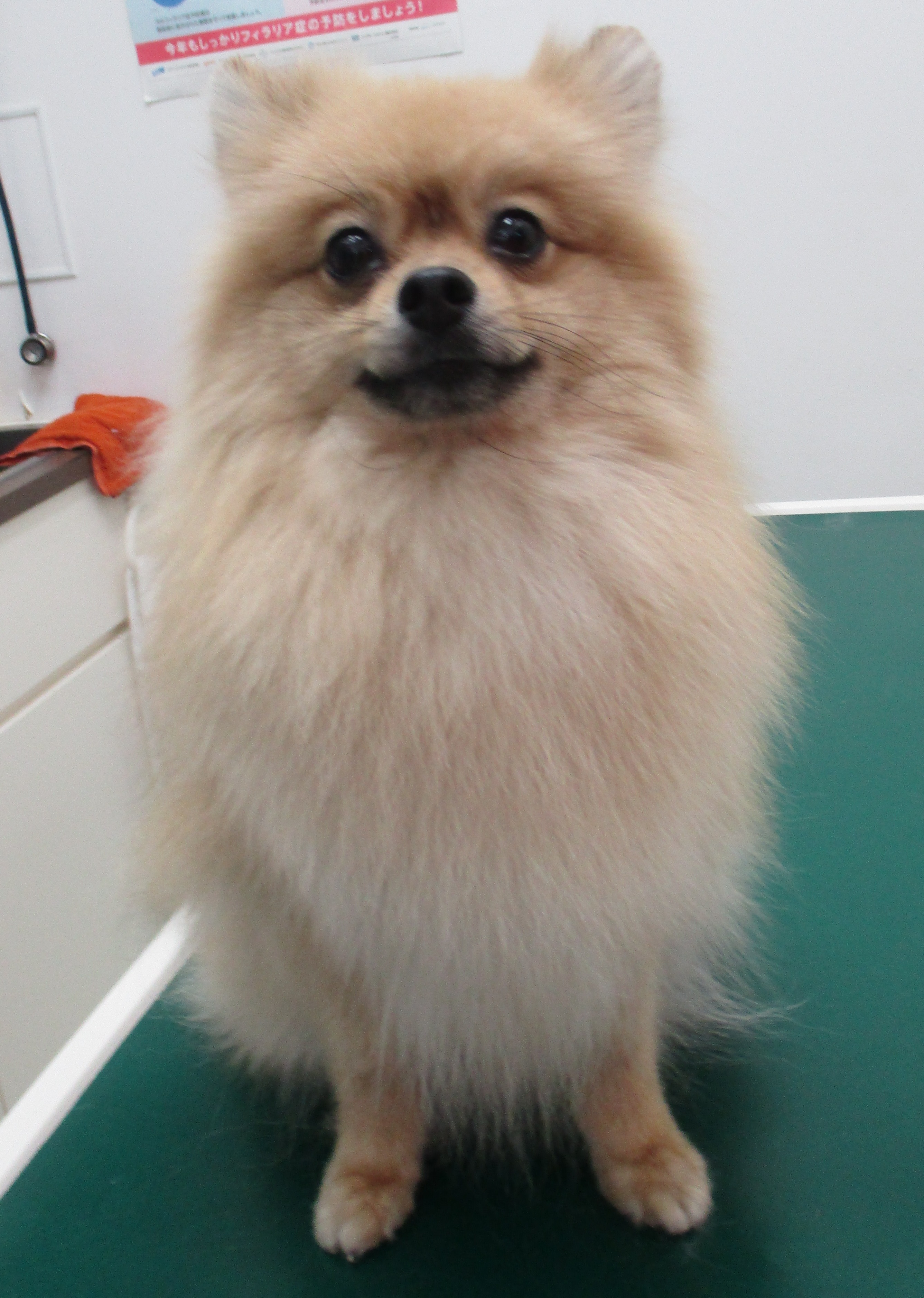 すずちゃん すずちゃん