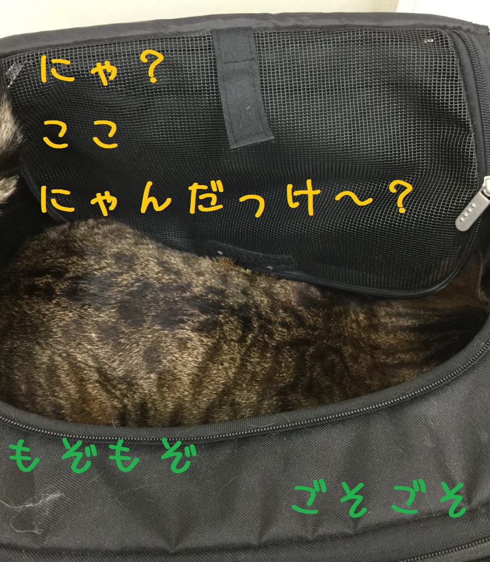 あほ1 あほ1