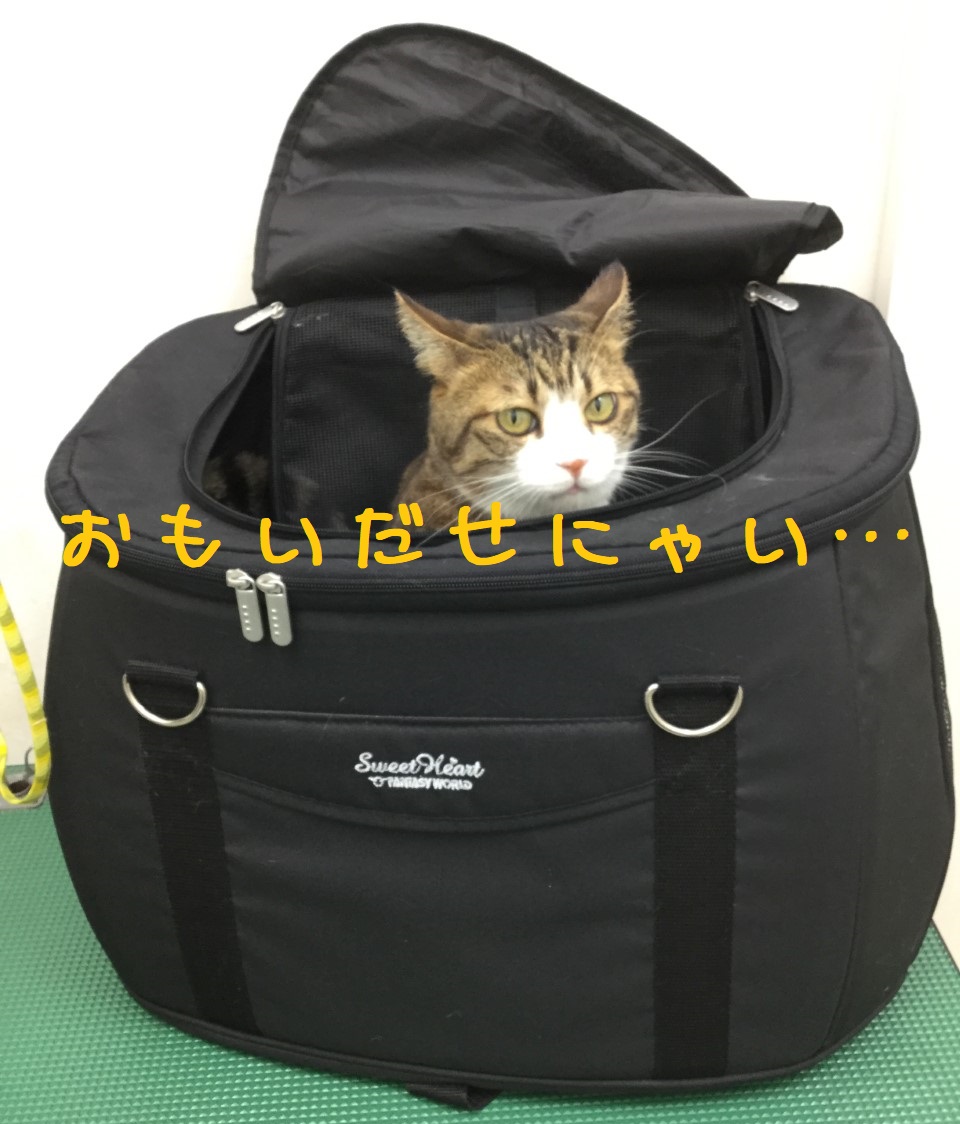 あほ2 あほ2