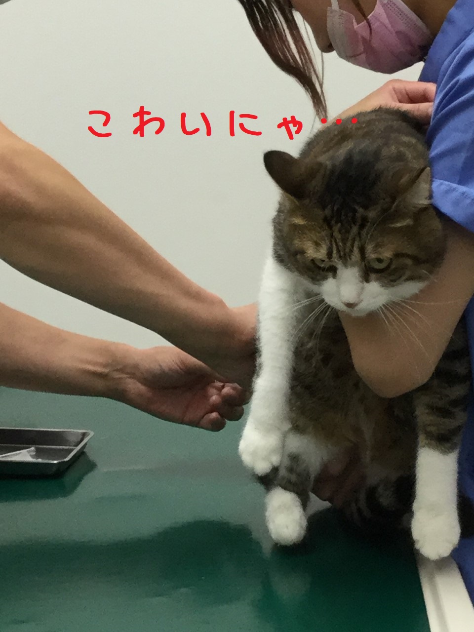 どきどき どきどき