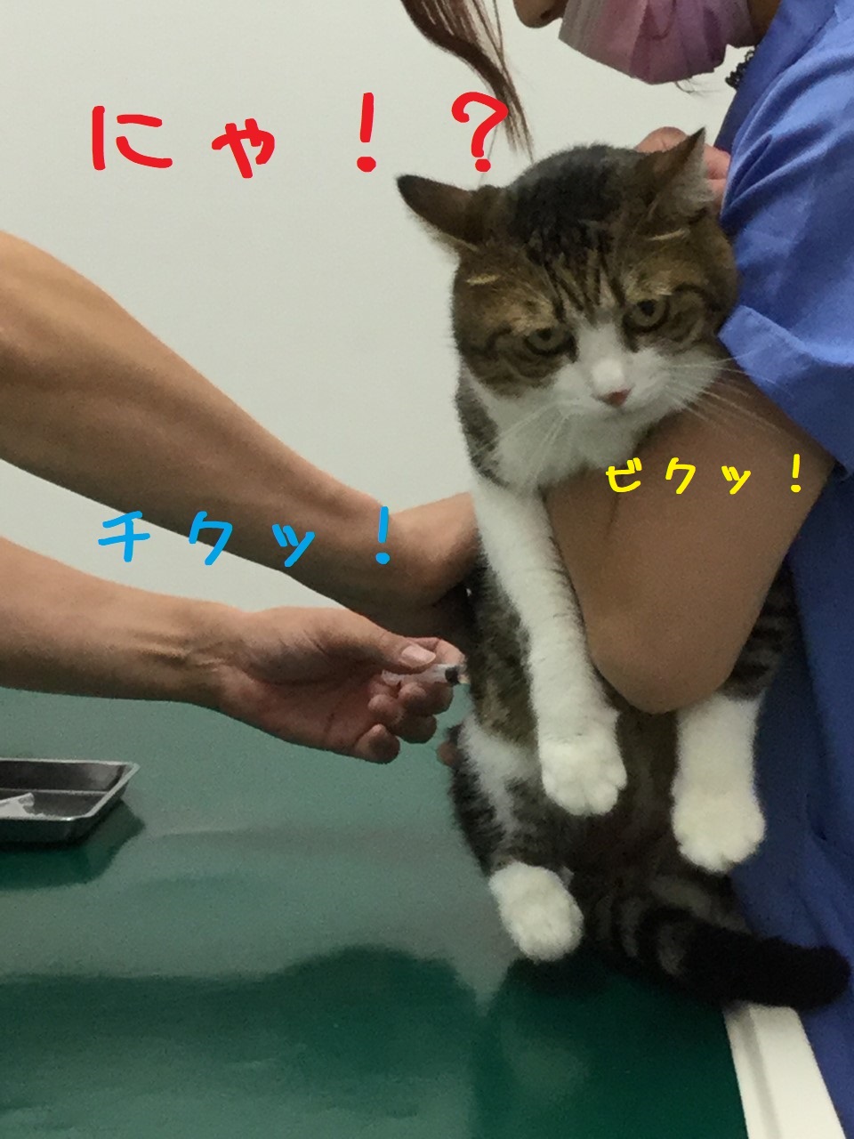 いて! いて!