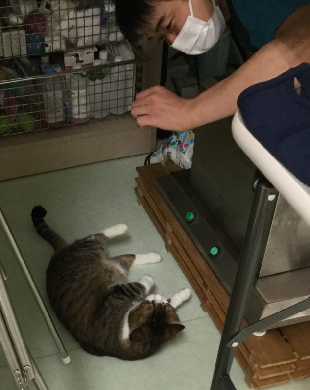 あきらめがかんじん あきらめがかんじん