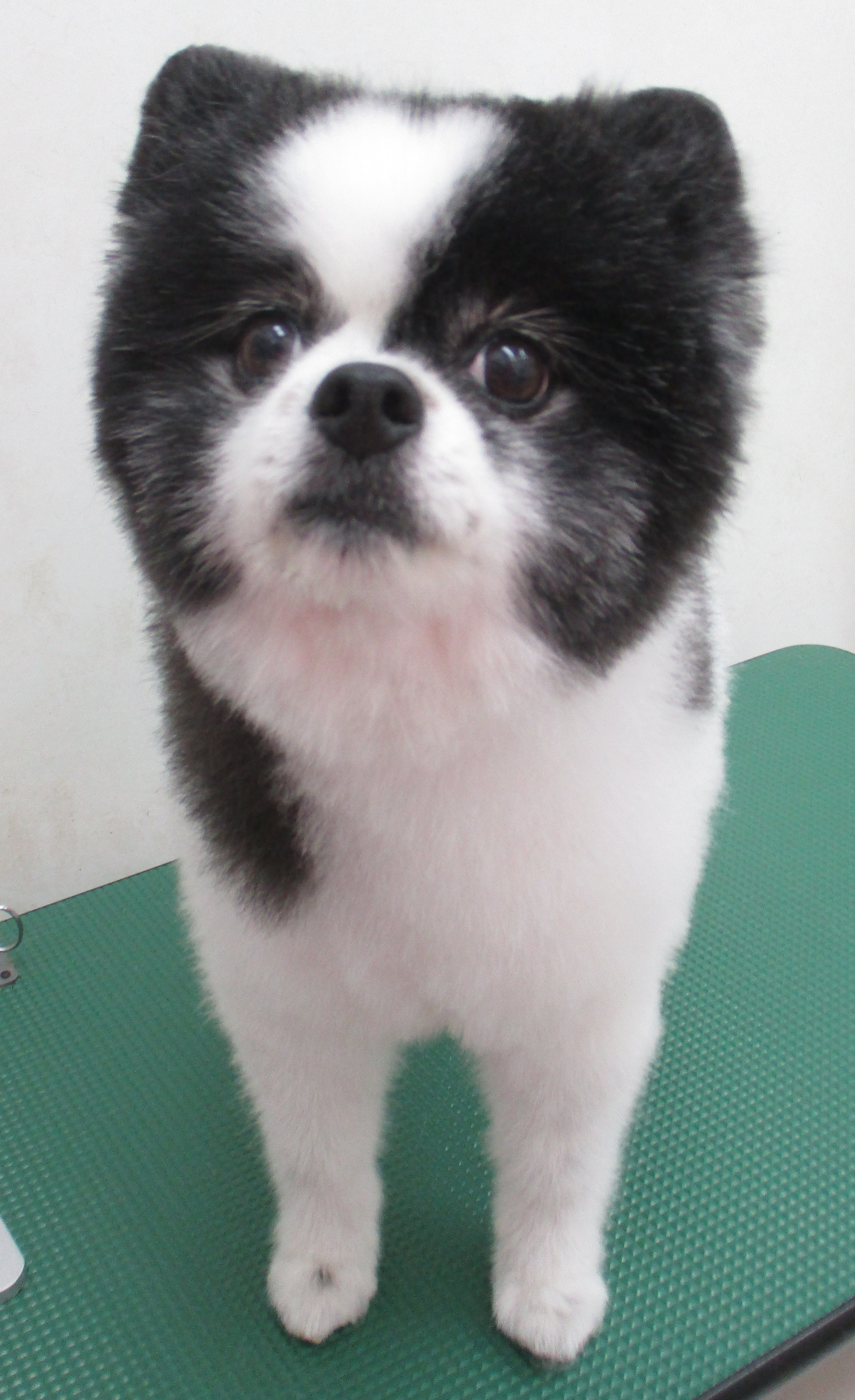 ころんちゃん ころんちゃん