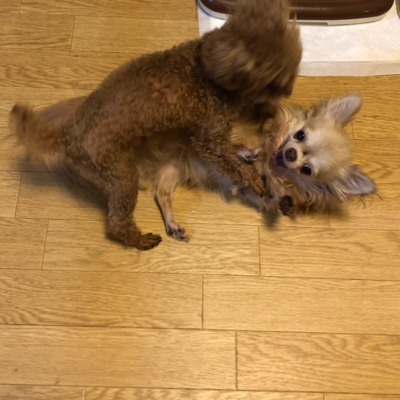 やりあい やりあい