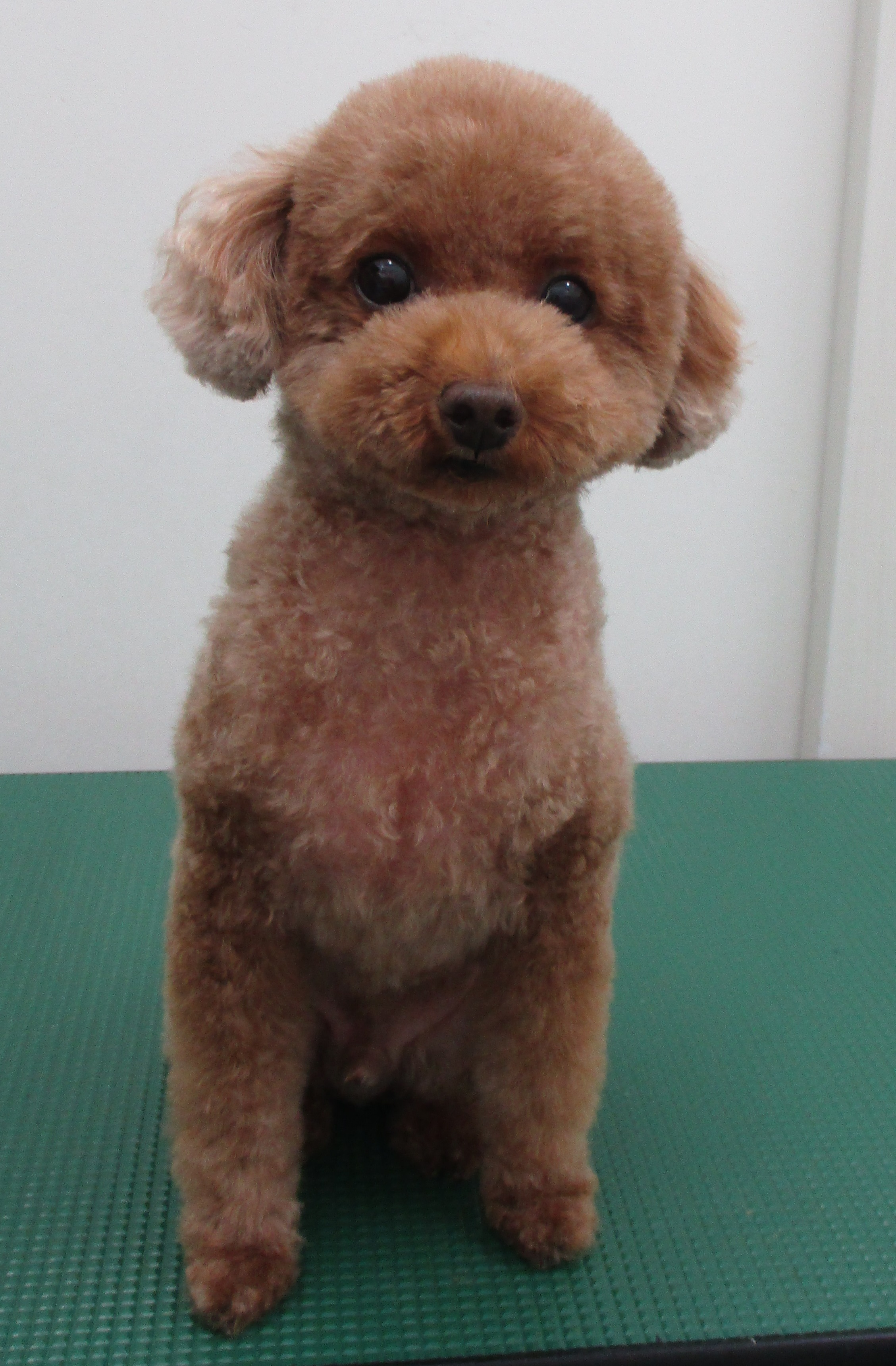 Barneyくん Barneyくん