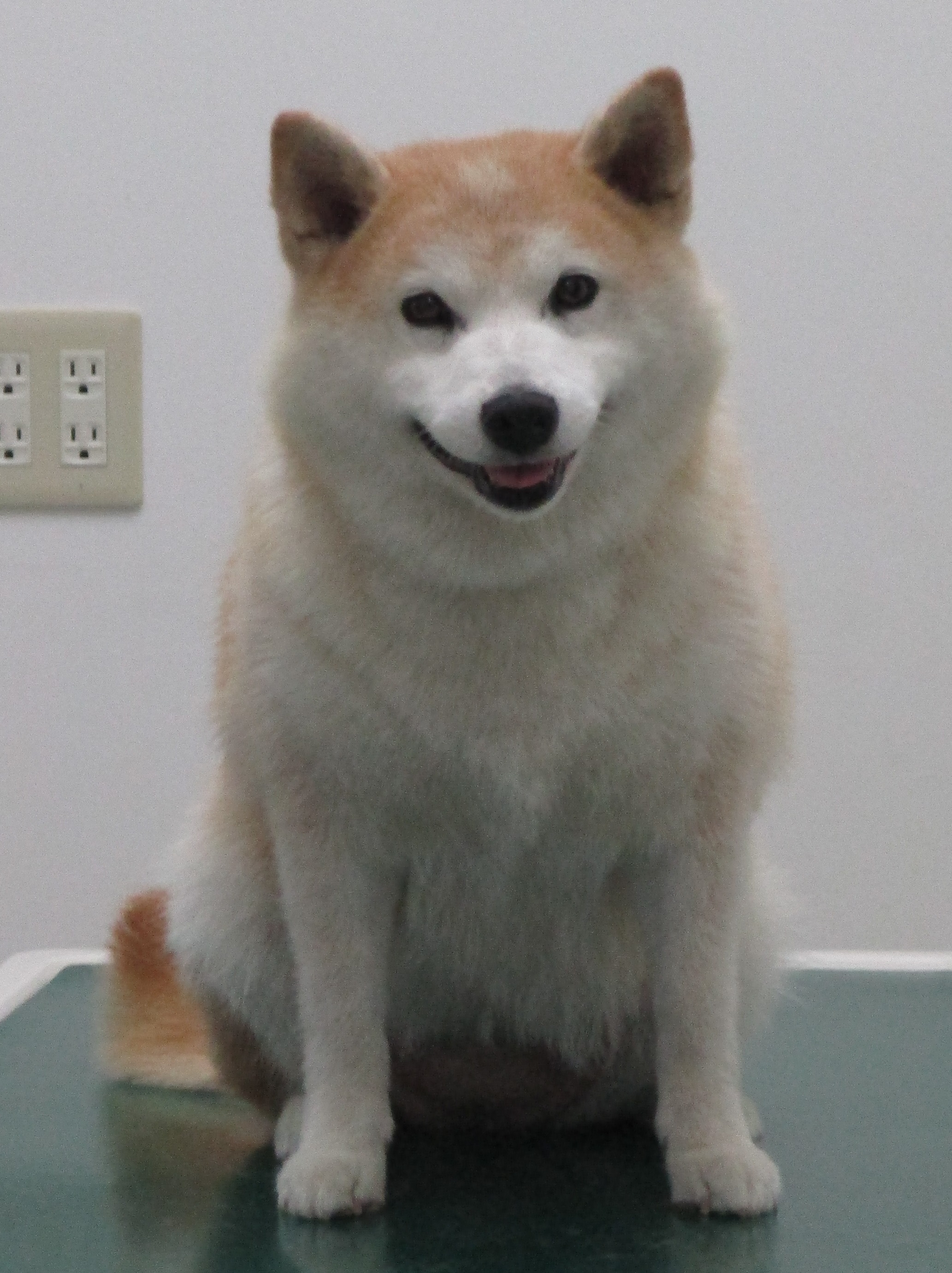 うめちゃん うめちゃん