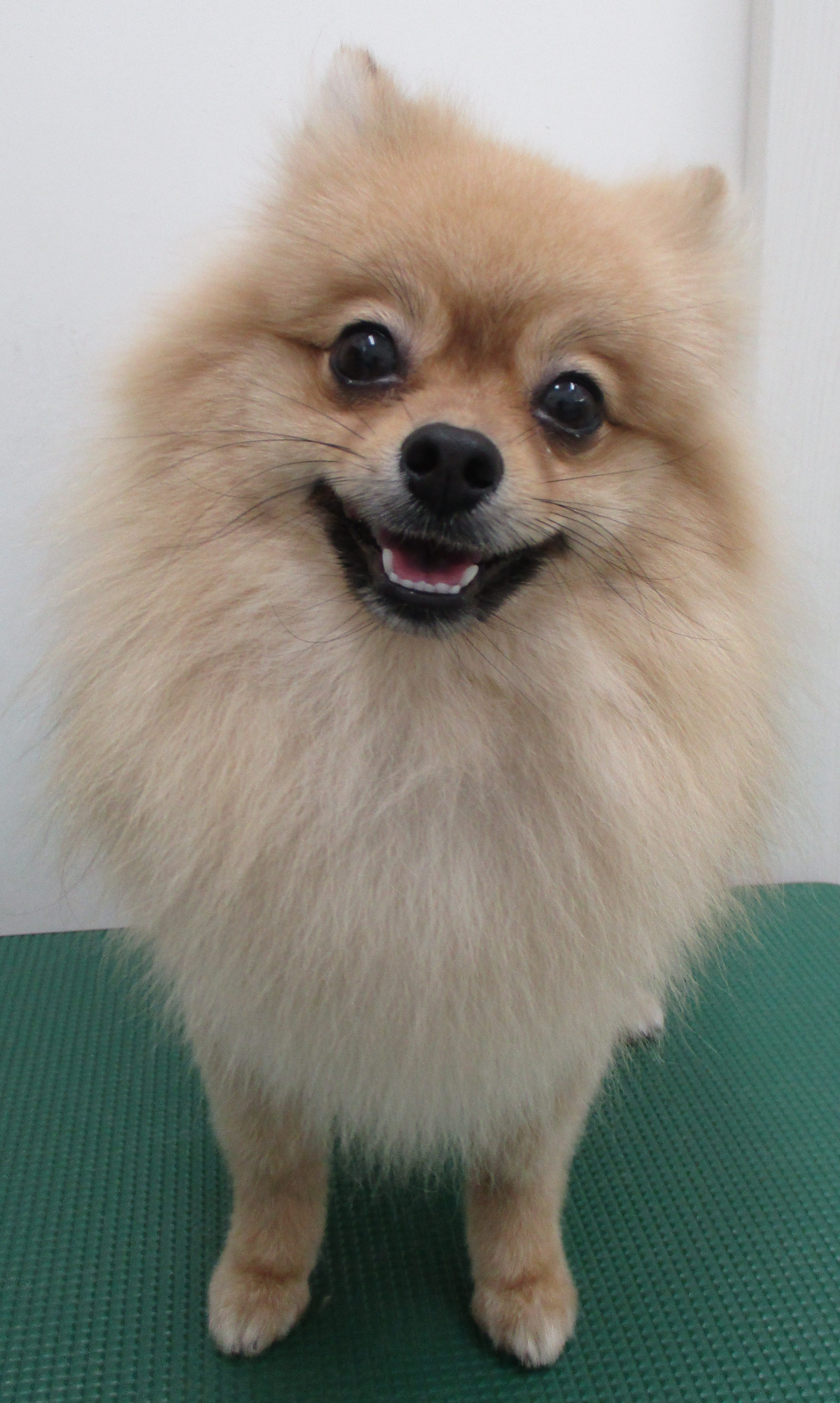 すずちゃん すずちゃん