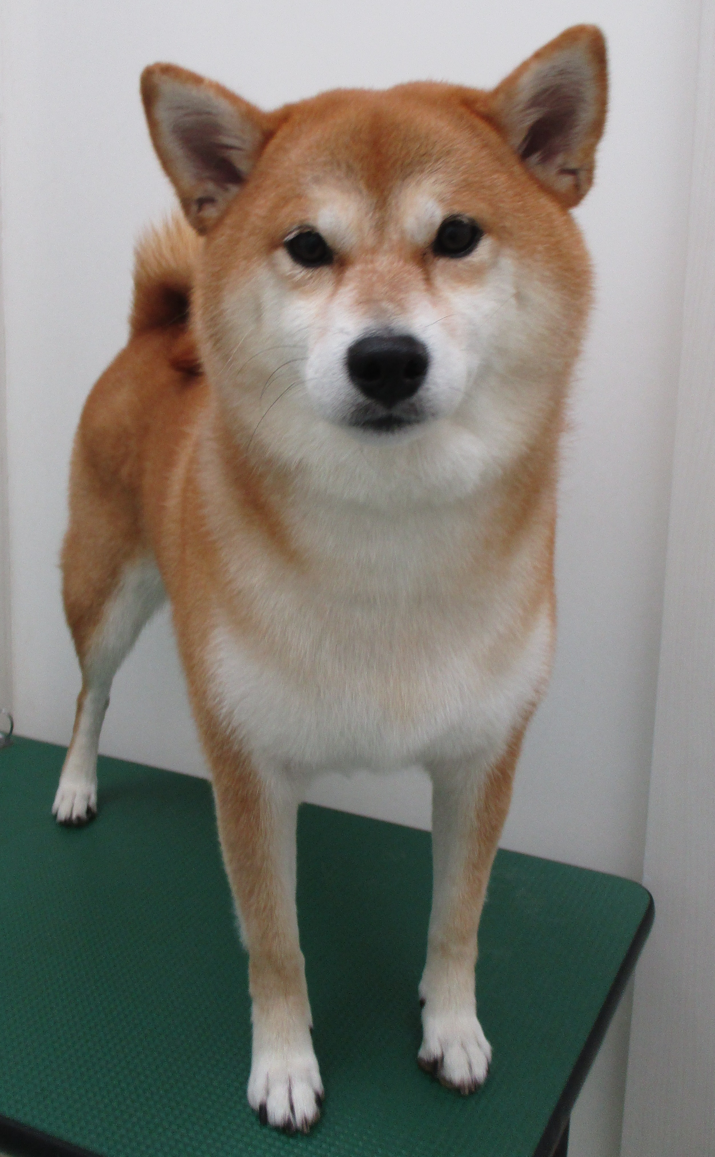 心愛ちゃん 心愛ちゃん