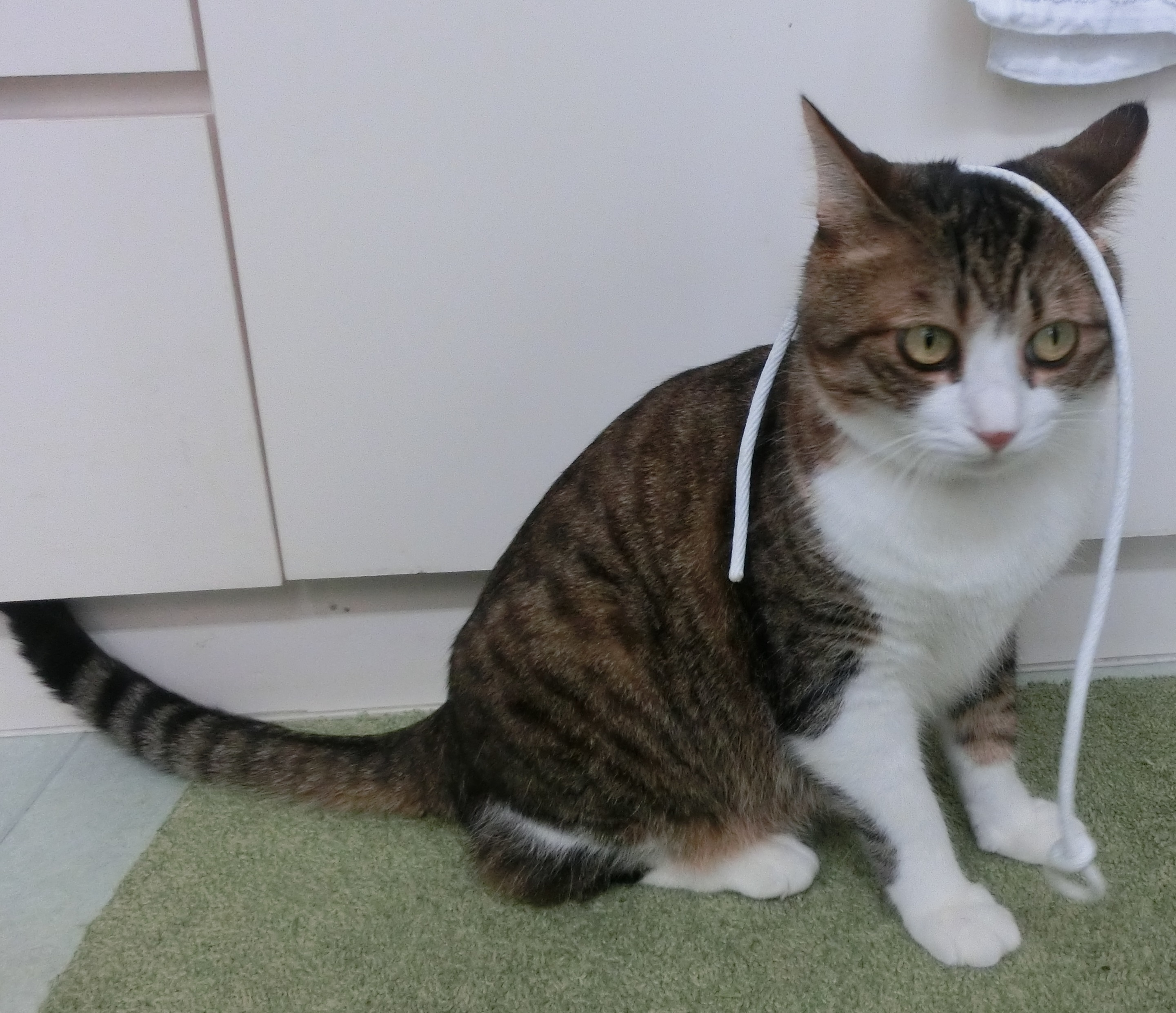 どういう感情? どういう感情?