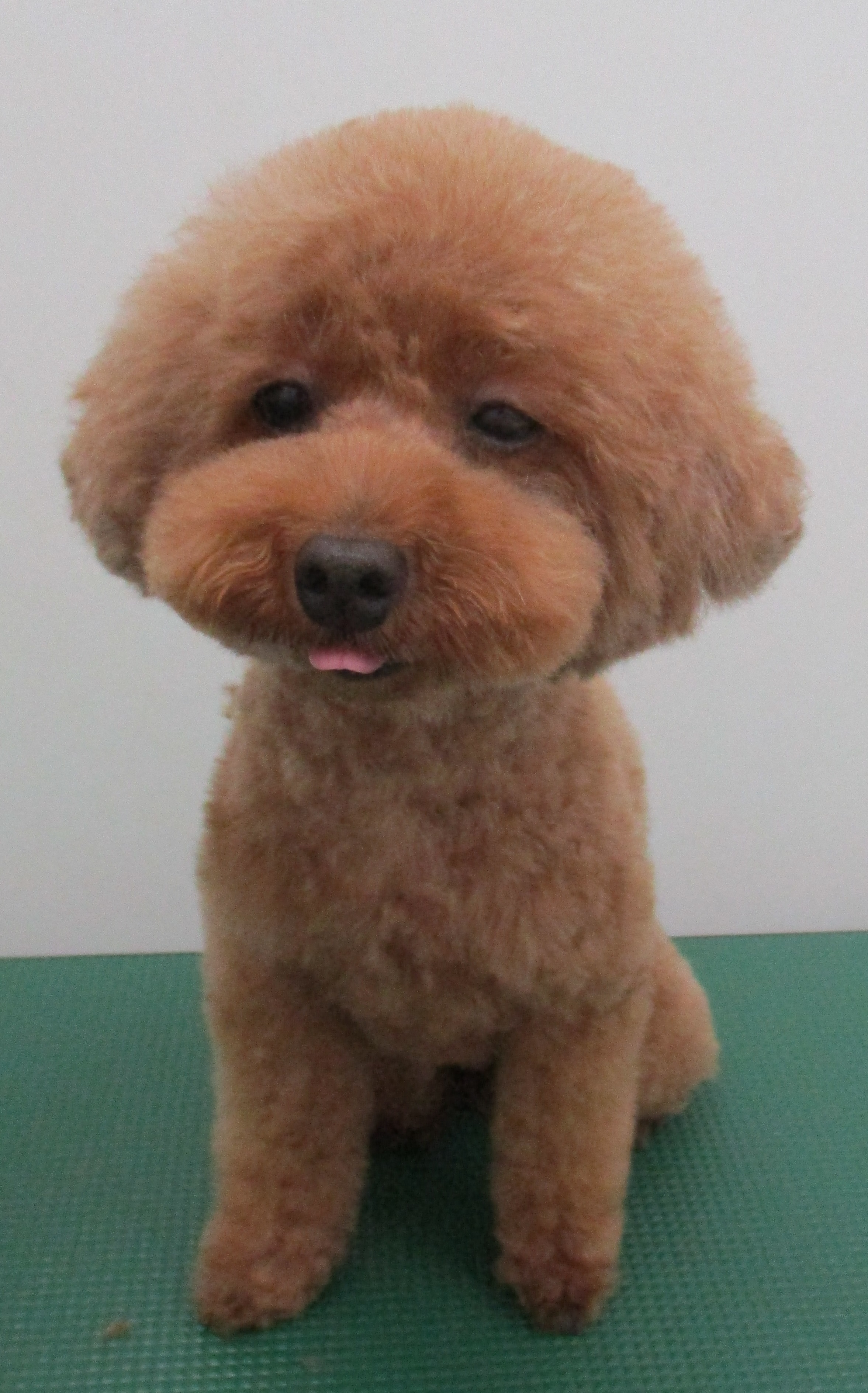 ココちゃん ココちゃん