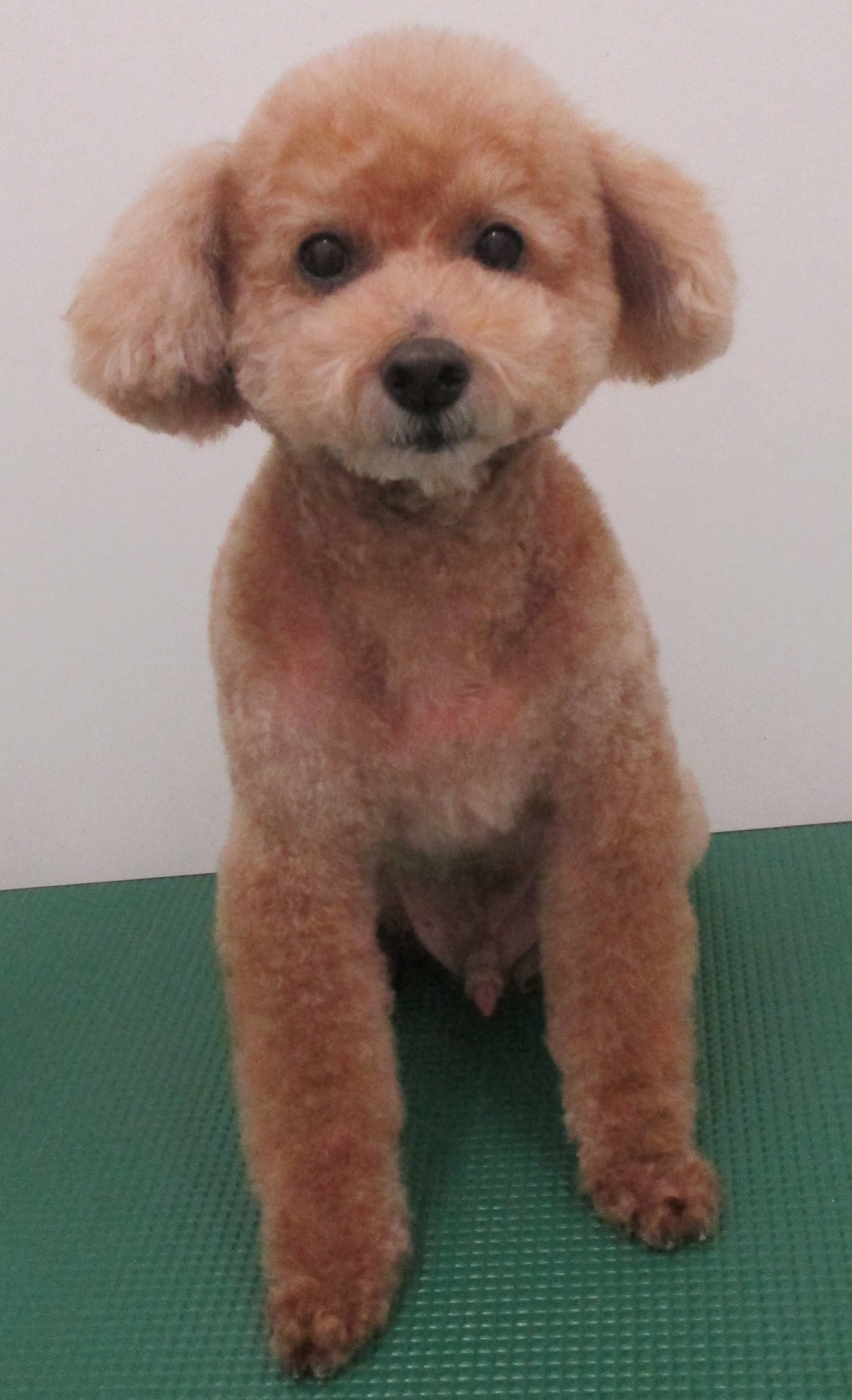 COCOちゃん COCOちゃん