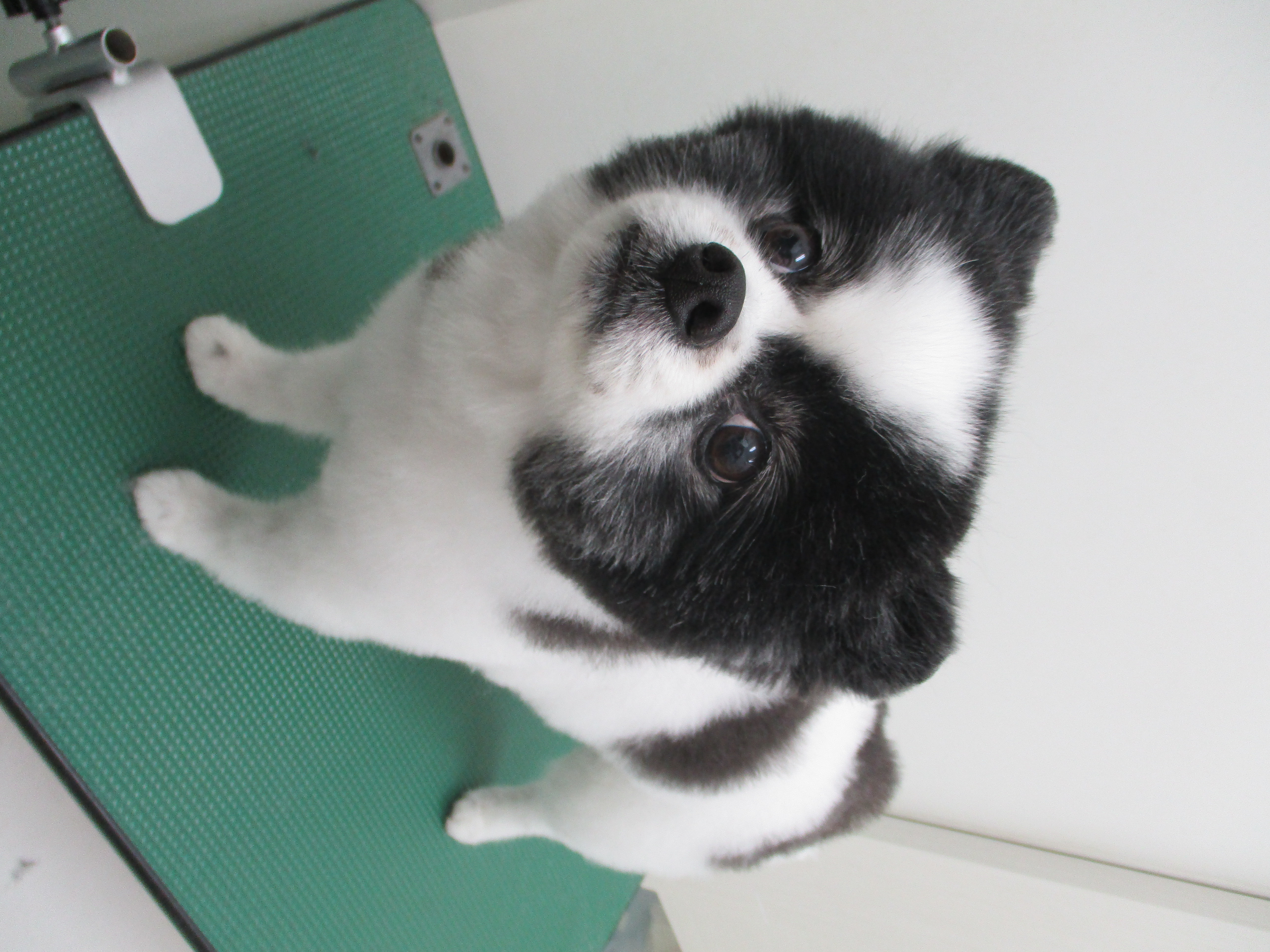 ころんちゃん ころんちゃん